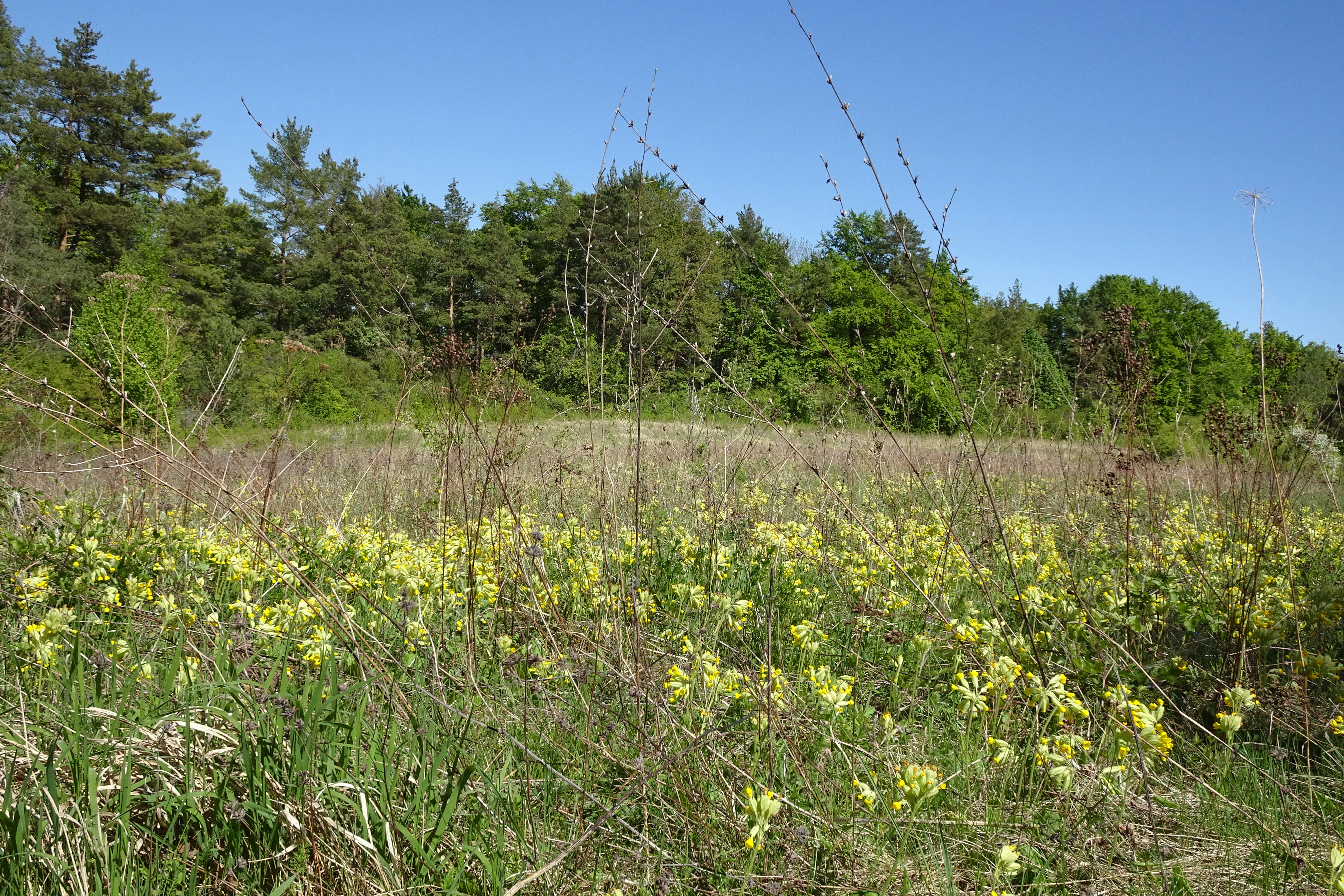 A sunny, grassy meadow filled with yellow primrose flowers in the foreground, backed by a dense green forest under a clear blue sky.