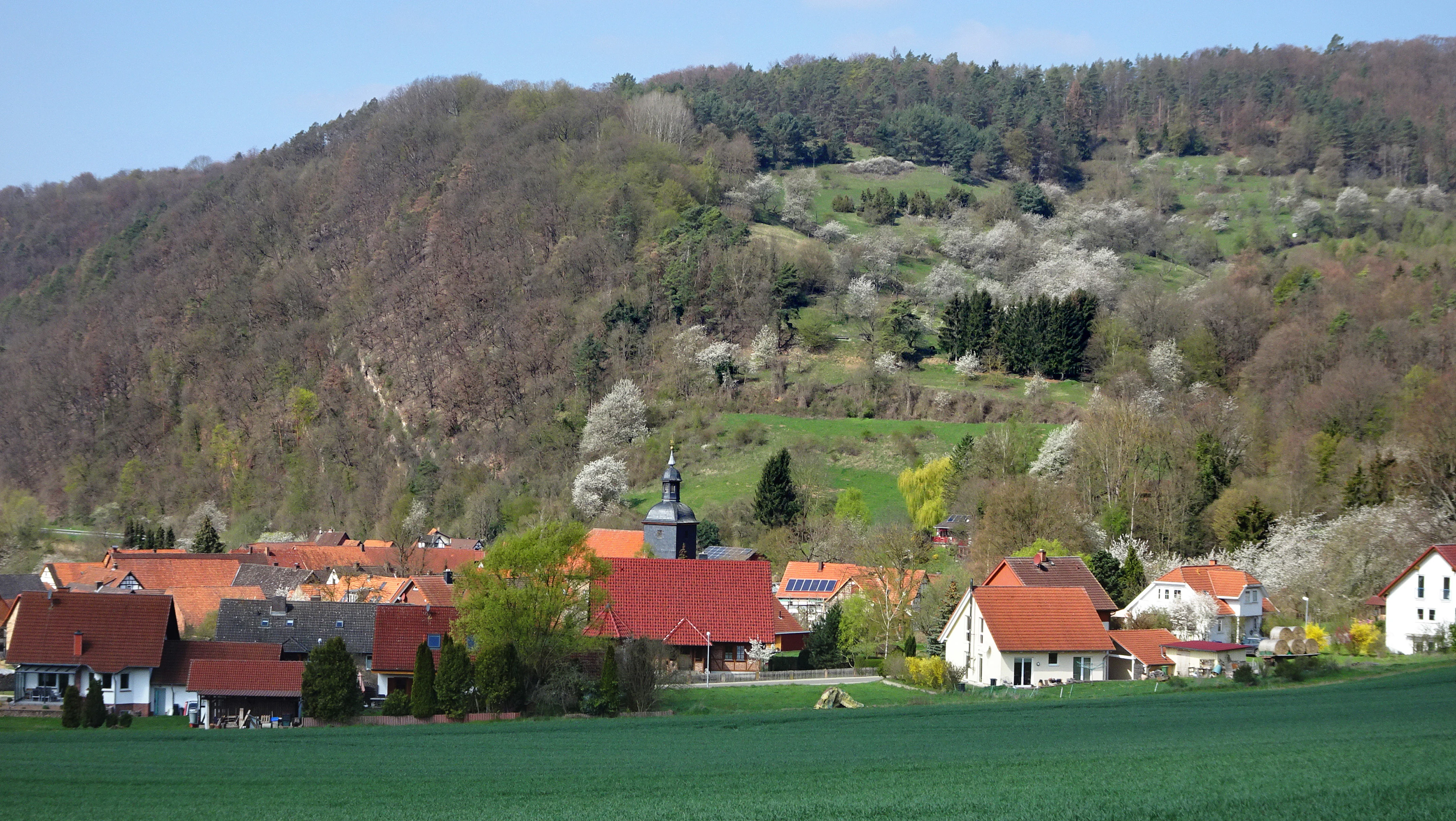 A rural landscape showing the village of Werleshausen with red-roofed buildings in the foreground, backed by a large, forested hill with grassy slopes and some white-flowering trees.