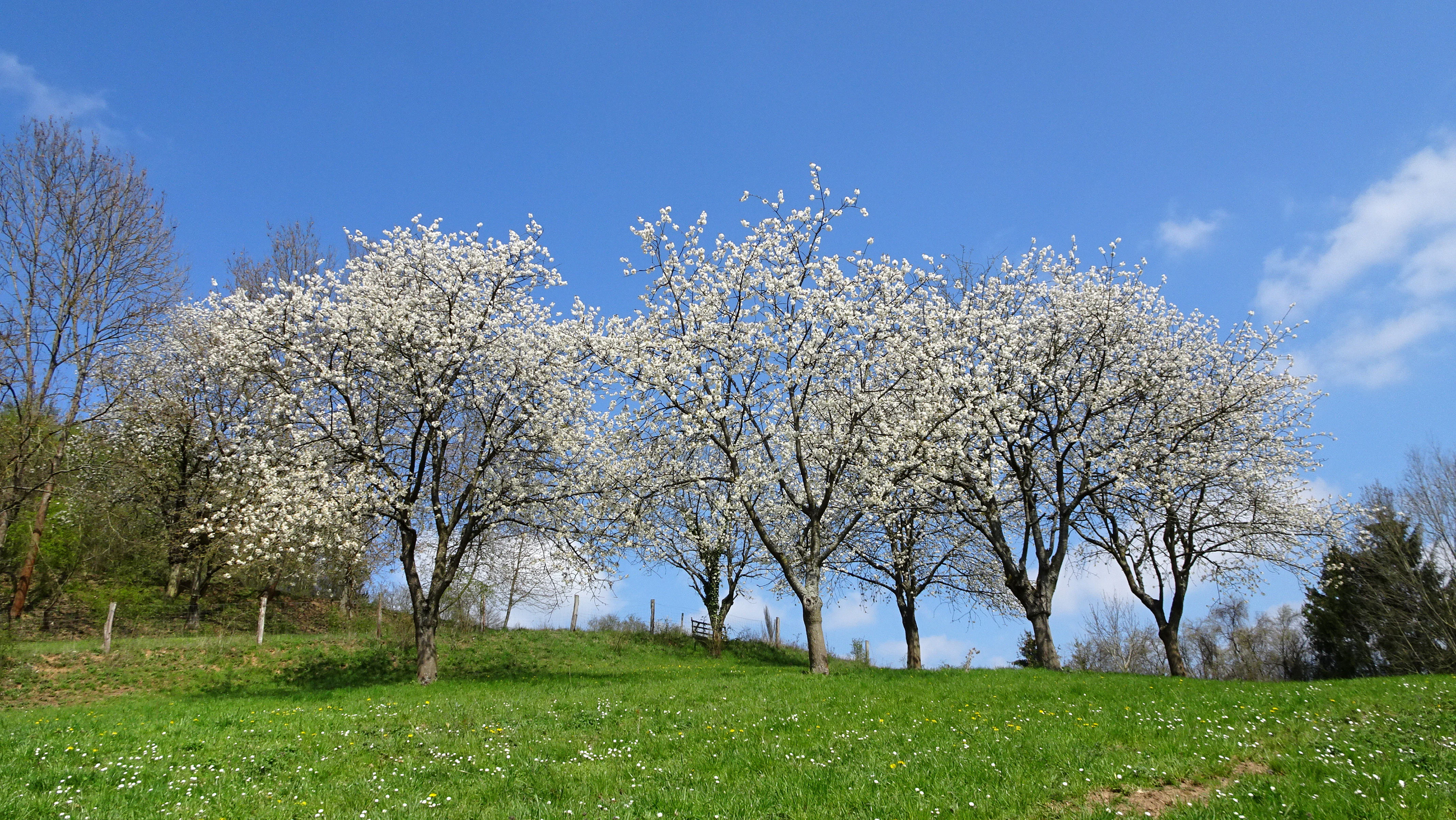 A group of fruit trees in white blossom standing on a green hillside under a clear blue sky.