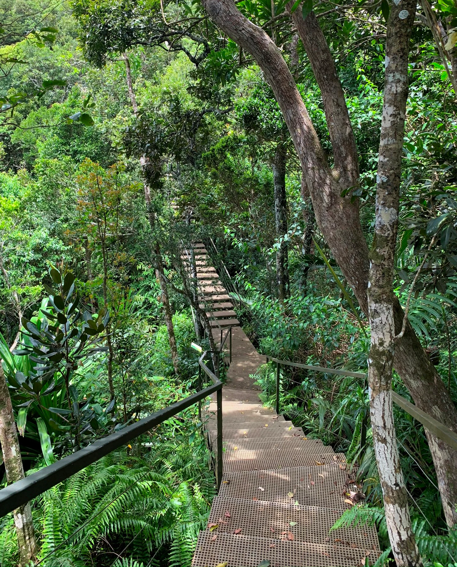 Una pasarela de malla metálica en pendiente descendente con pasamanos atraviesa un bosque denso y verde con árboles altos y helechos.