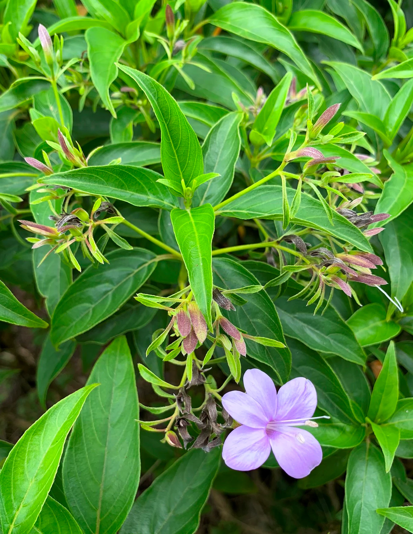 Una vista de cerca de una flor púrpura con cinco pétalos entre hojas verdes y puntiagudas y frondosas en Ebony Forest.