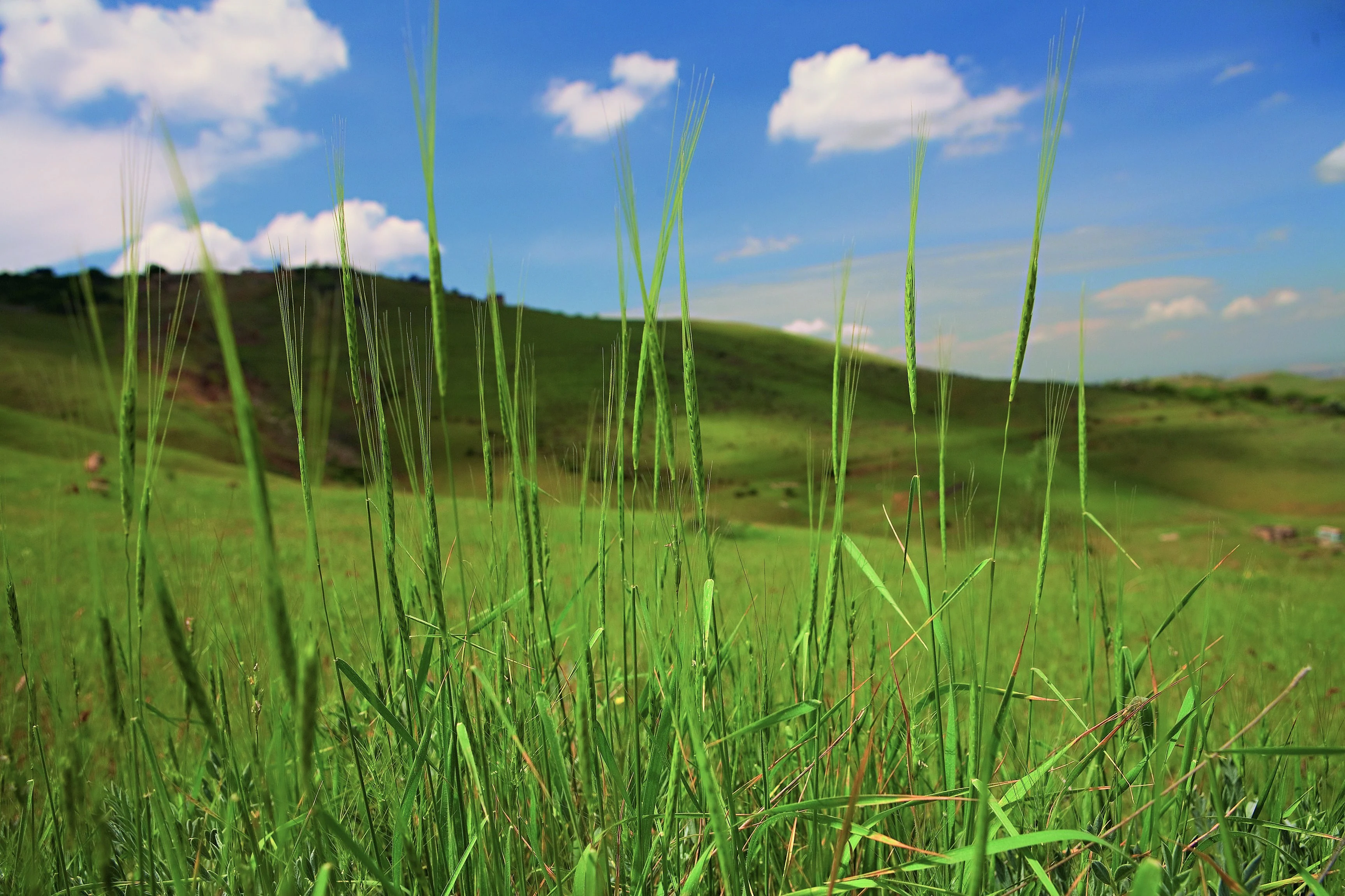 Close-up of slender green stalks of wild wheat growing in a rolling grassy meadow under a partly cloudy blue sky.