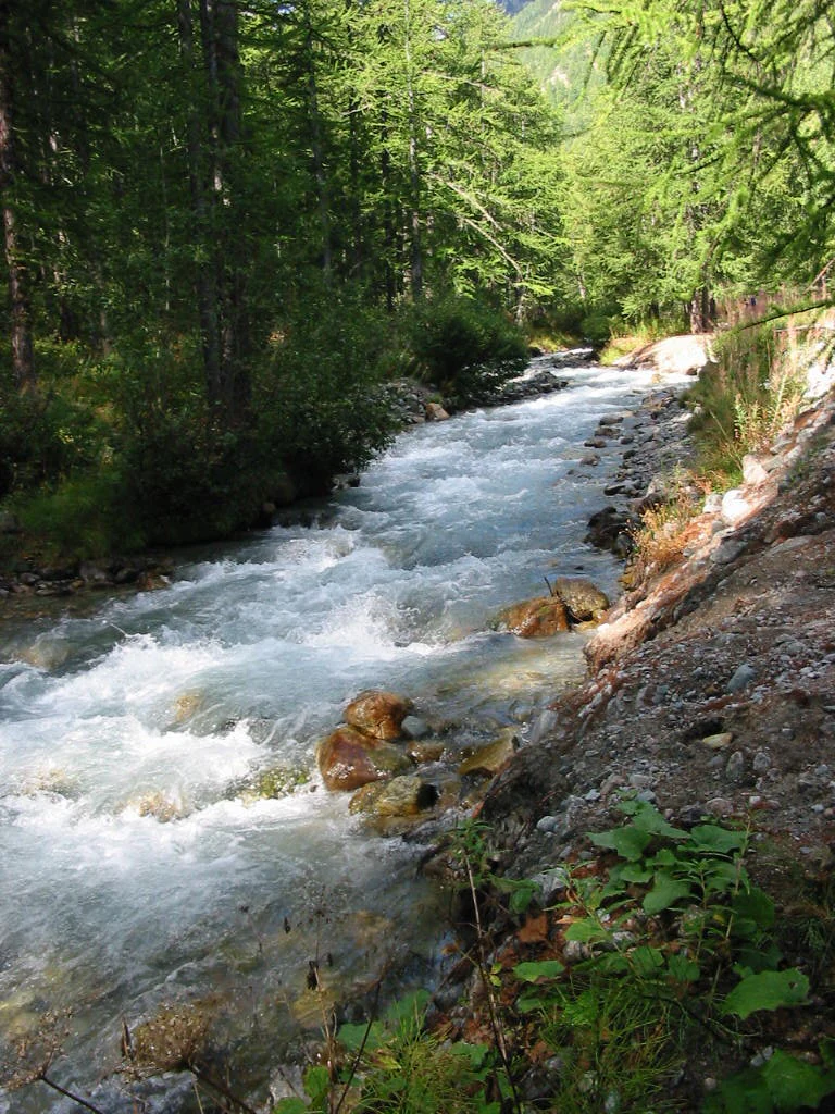 A fast-moving river with white water flowing through a forested mountain landscape with rocks and green vegetation.