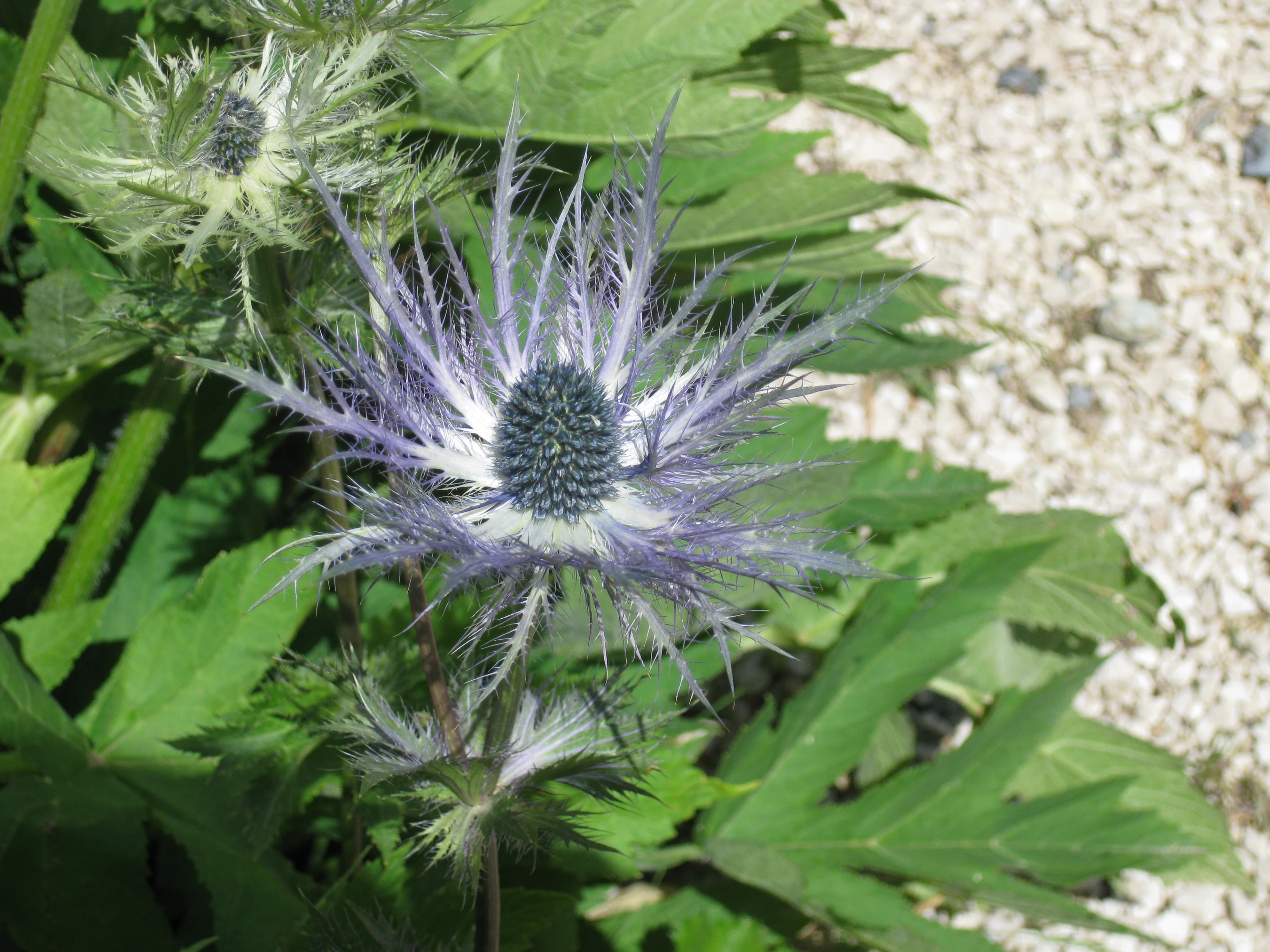 Purple and white spiky flower with green center surrounded by green leaves and gravel