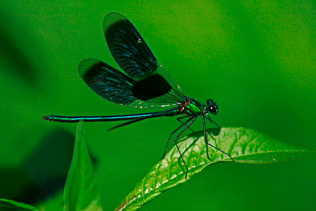 A damselfly with dark iridescent wings perched on a green leaf