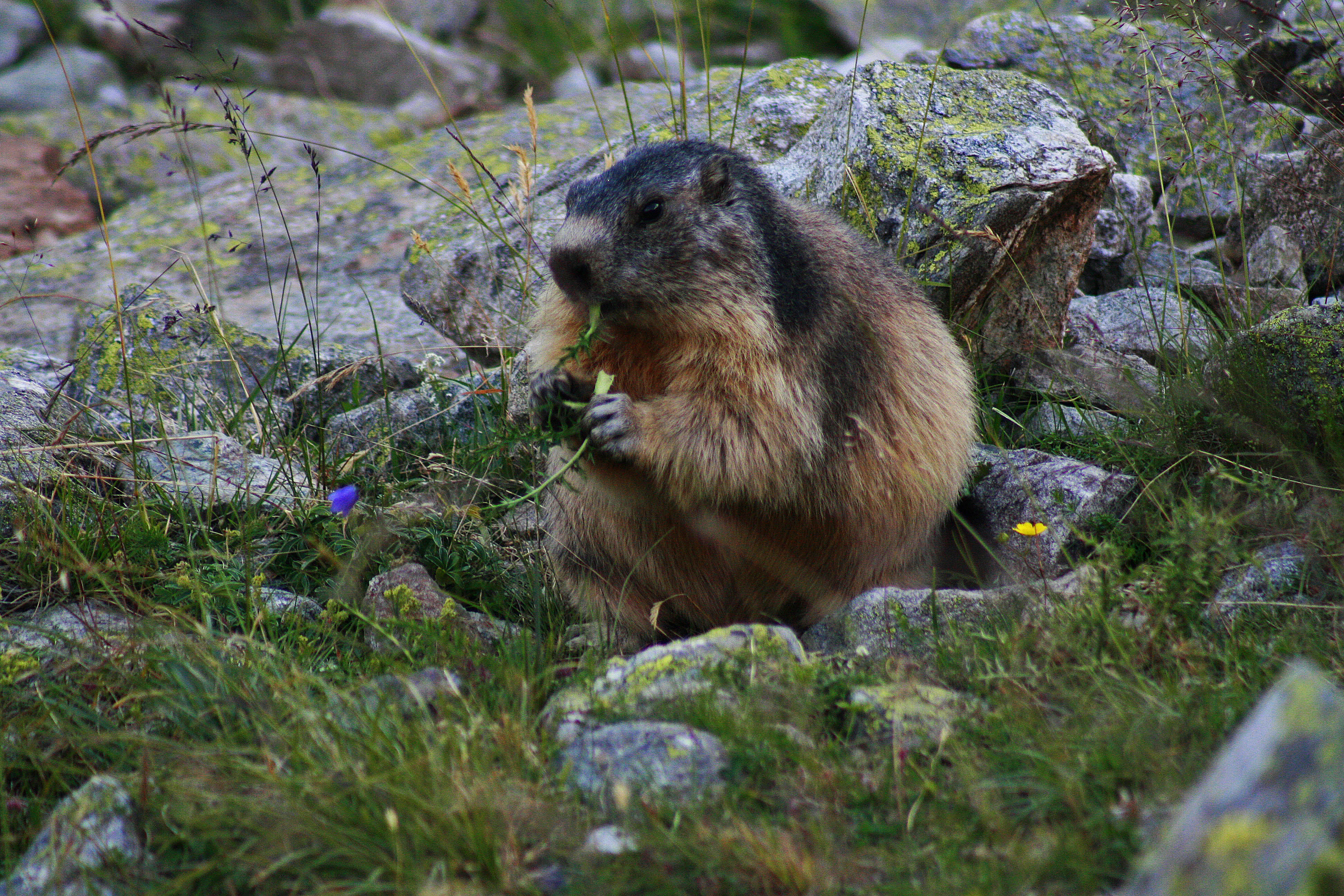 A marmot sitting on rocky terrain with grass and small flowers