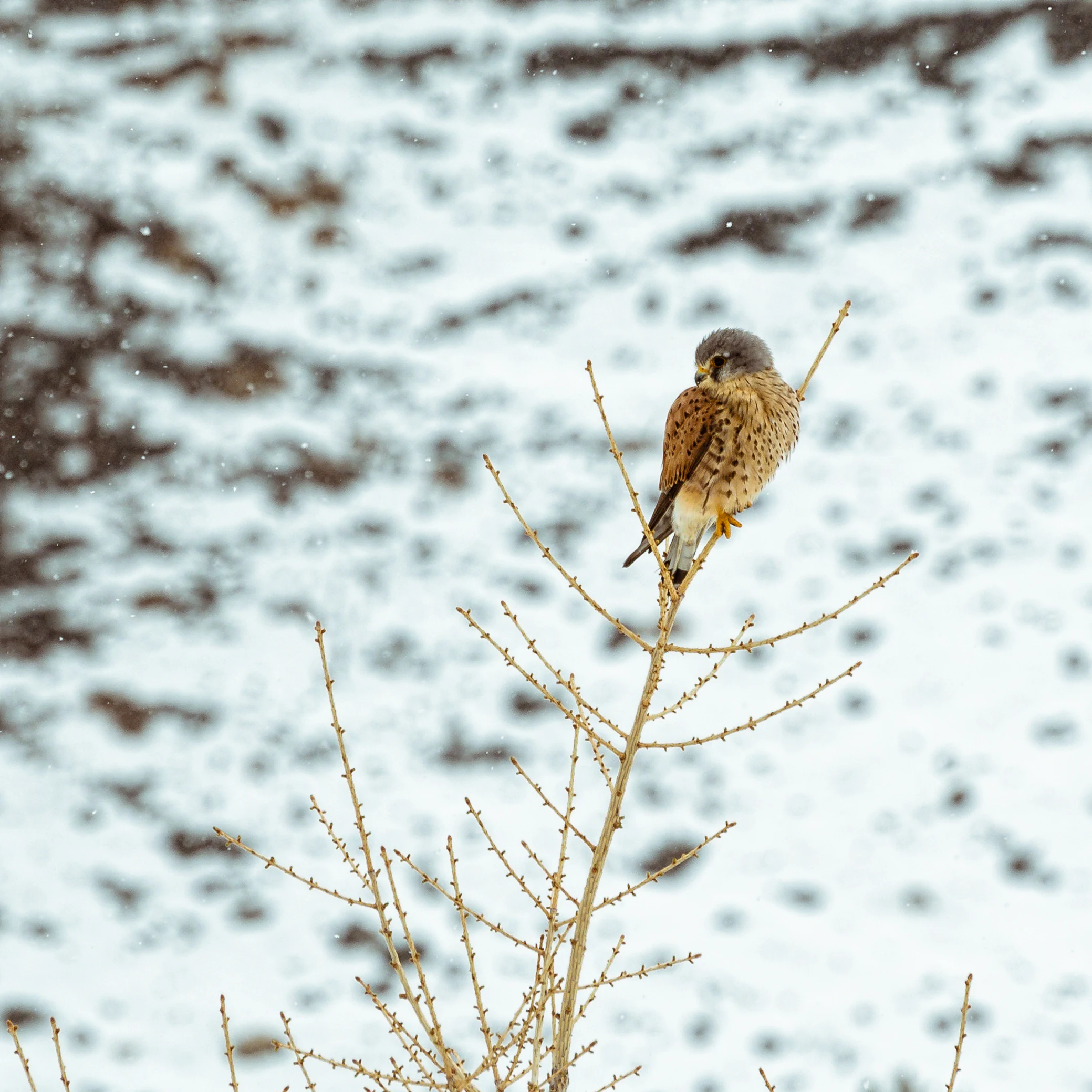 A brown and white kestrel bird perched on a bare branch with snow-covered ground in the background