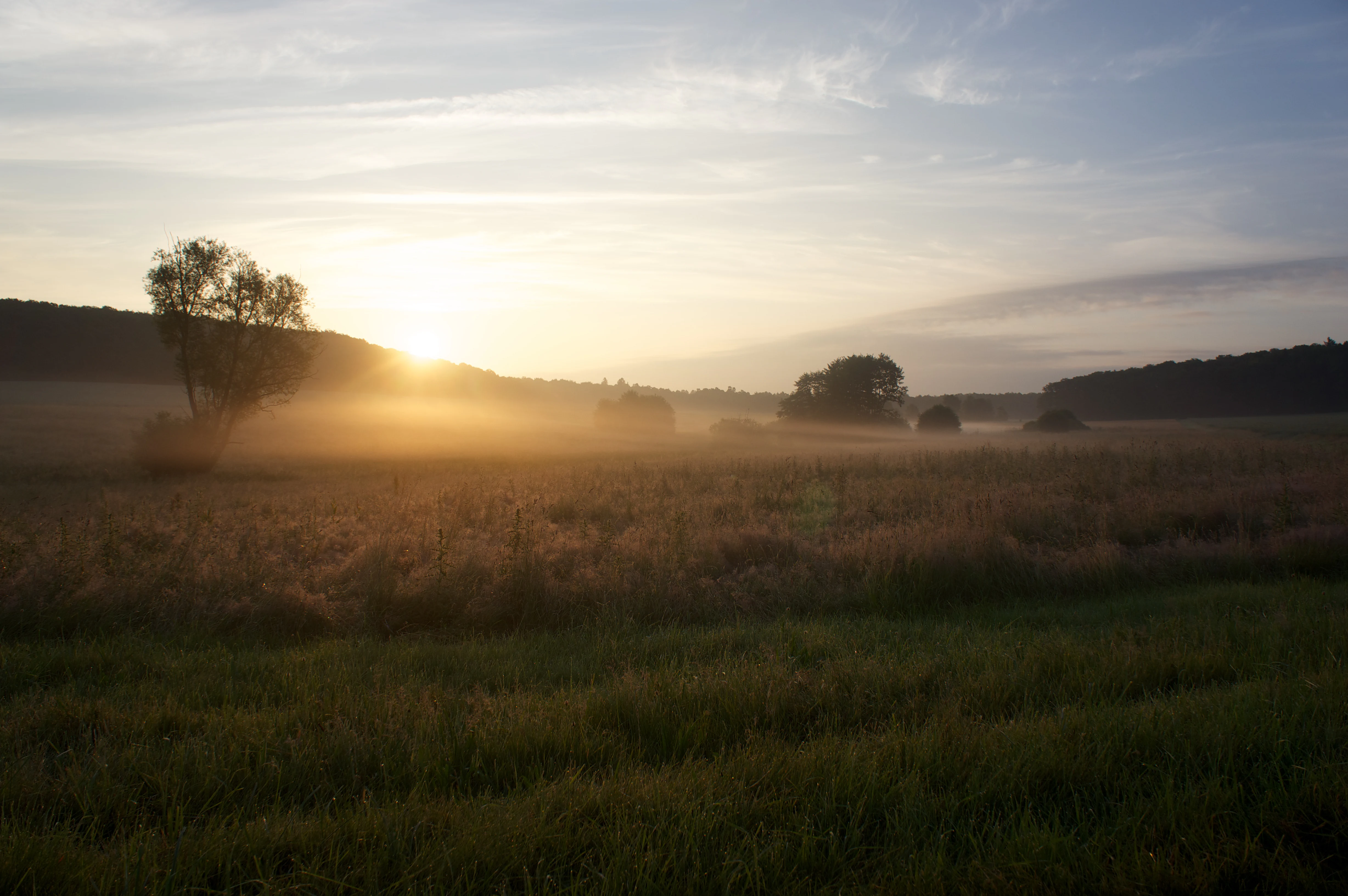 A wide shot of a field at sunrise with a layer of low-lying fog covering the grass and distant trees, illuminated by the rising sun.