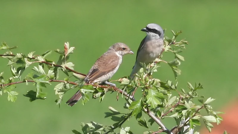 Two Red-backed Shrike birds perched on a green branch against a blurred green background.