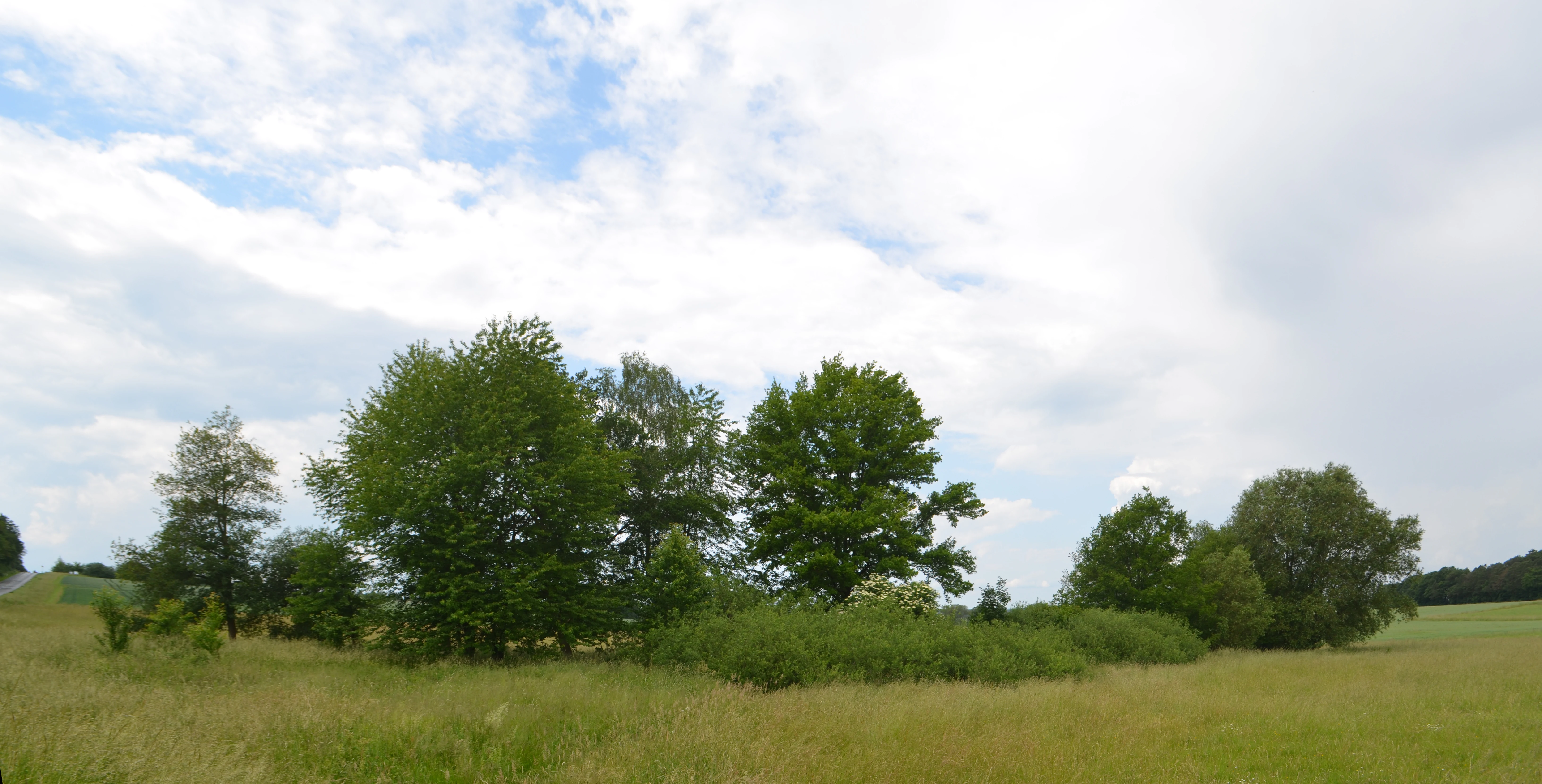 A wide view of a grassy field with a cluster of deciduous trees and shrubs in the center under a cloudy sky.
