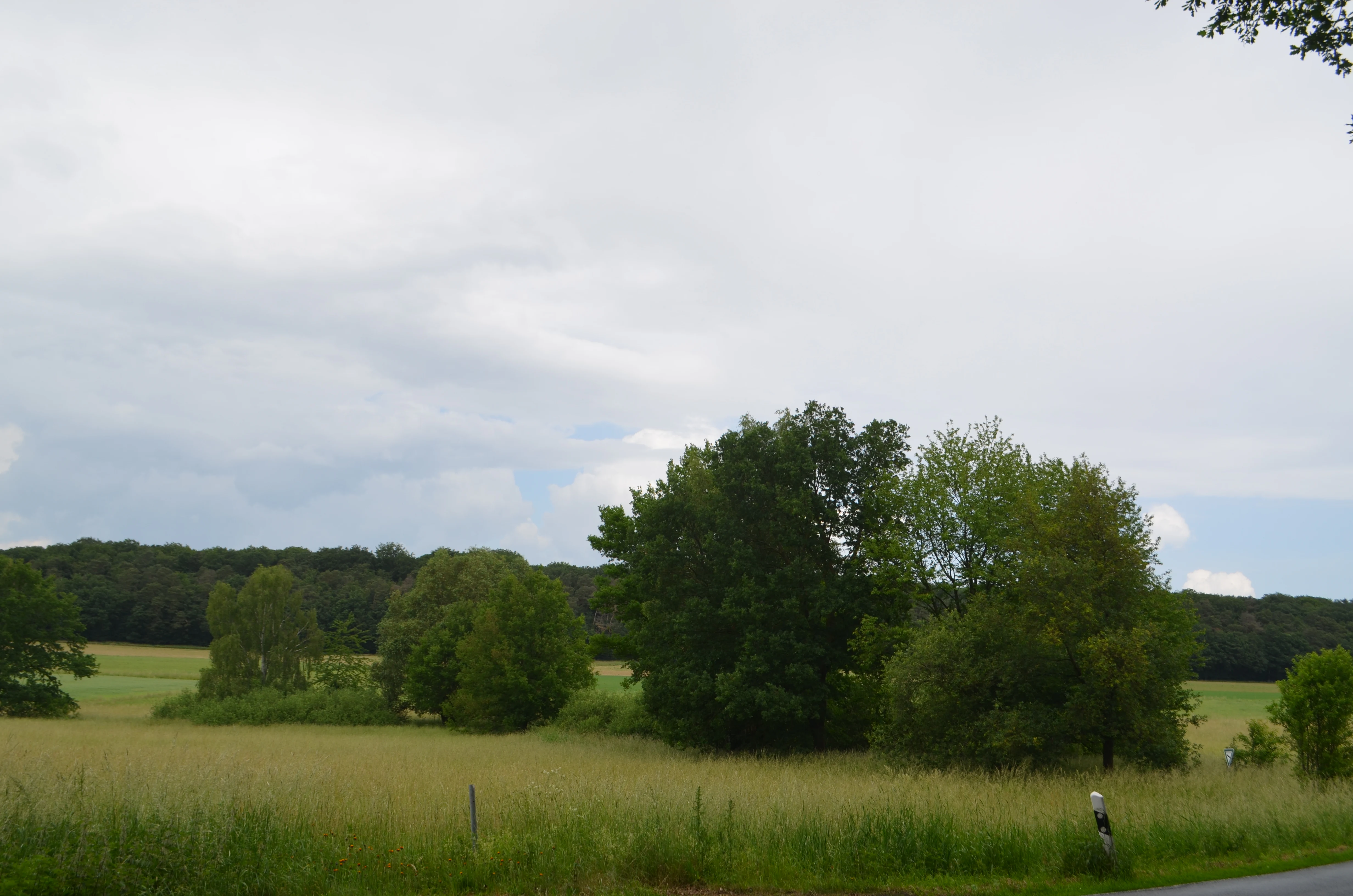 An expansive view of a grassy meadow with scattered deciduous trees and a forest line in the background under a cloudy sky.