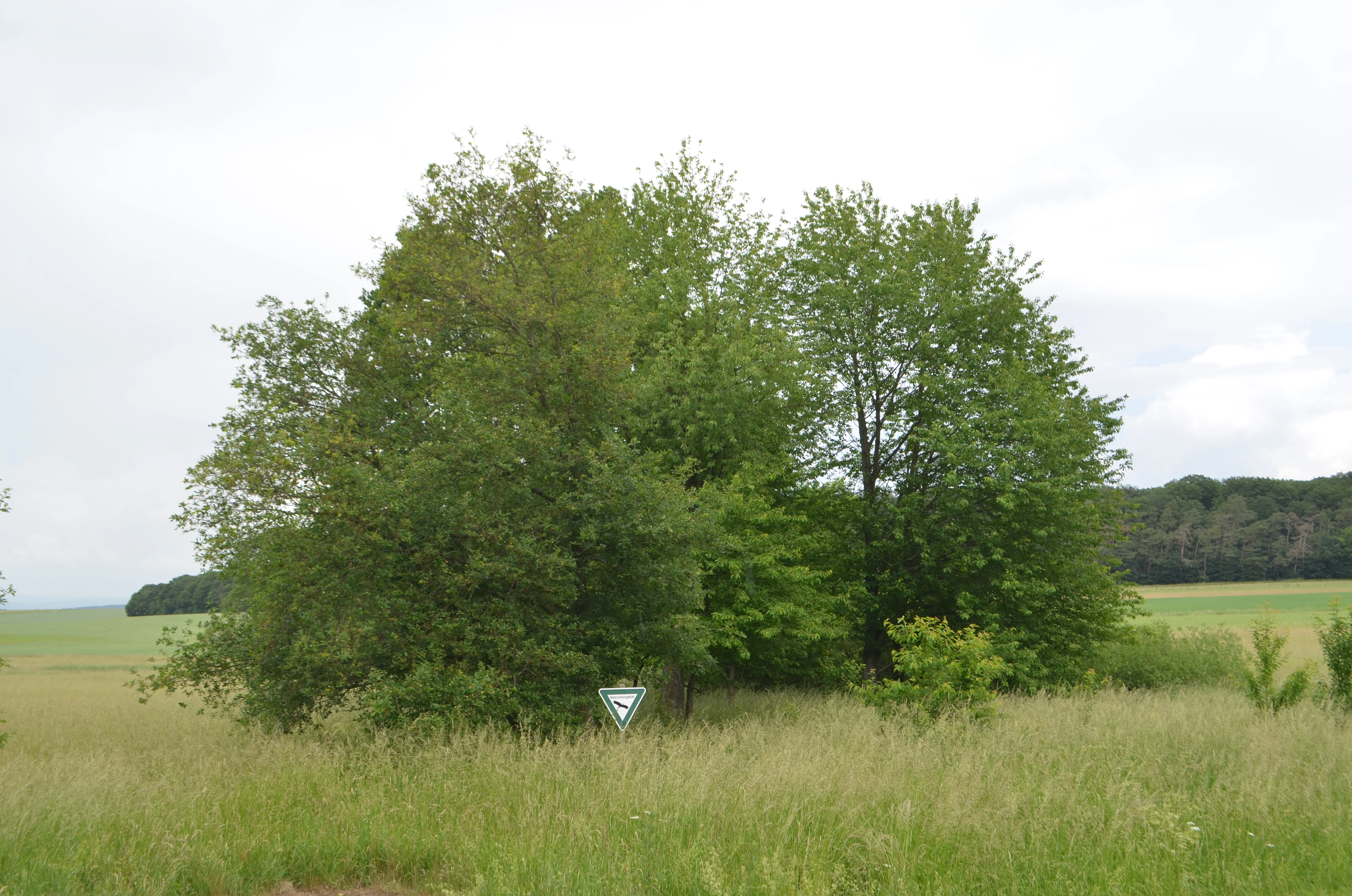 A small group of leafy green trees stands in a grassy field, with a triangular nature reserve sign visible at the base of the trees.
