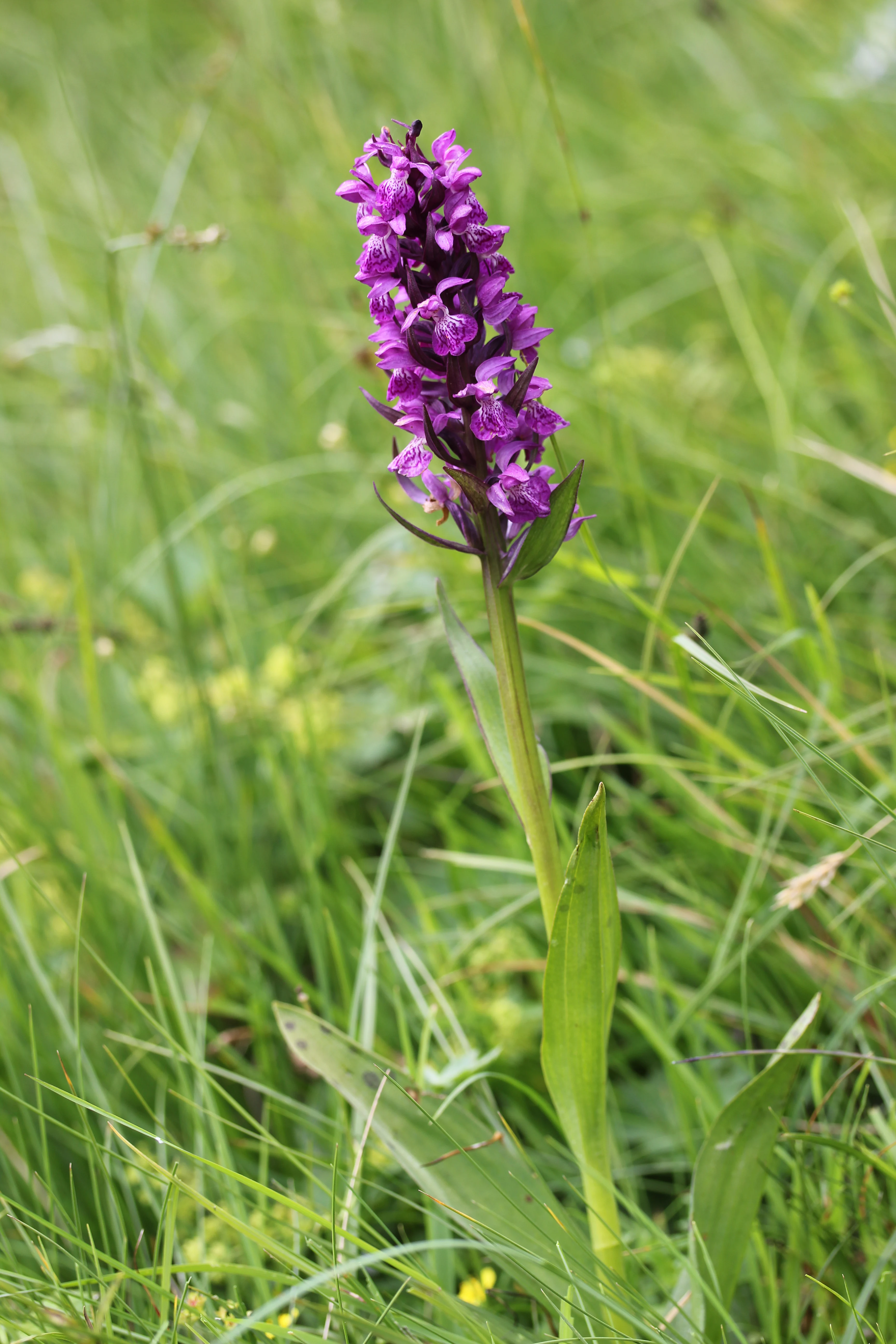 A close up view of a vibrant purple Western Marsh Orchid flowering in a lush green meadow.