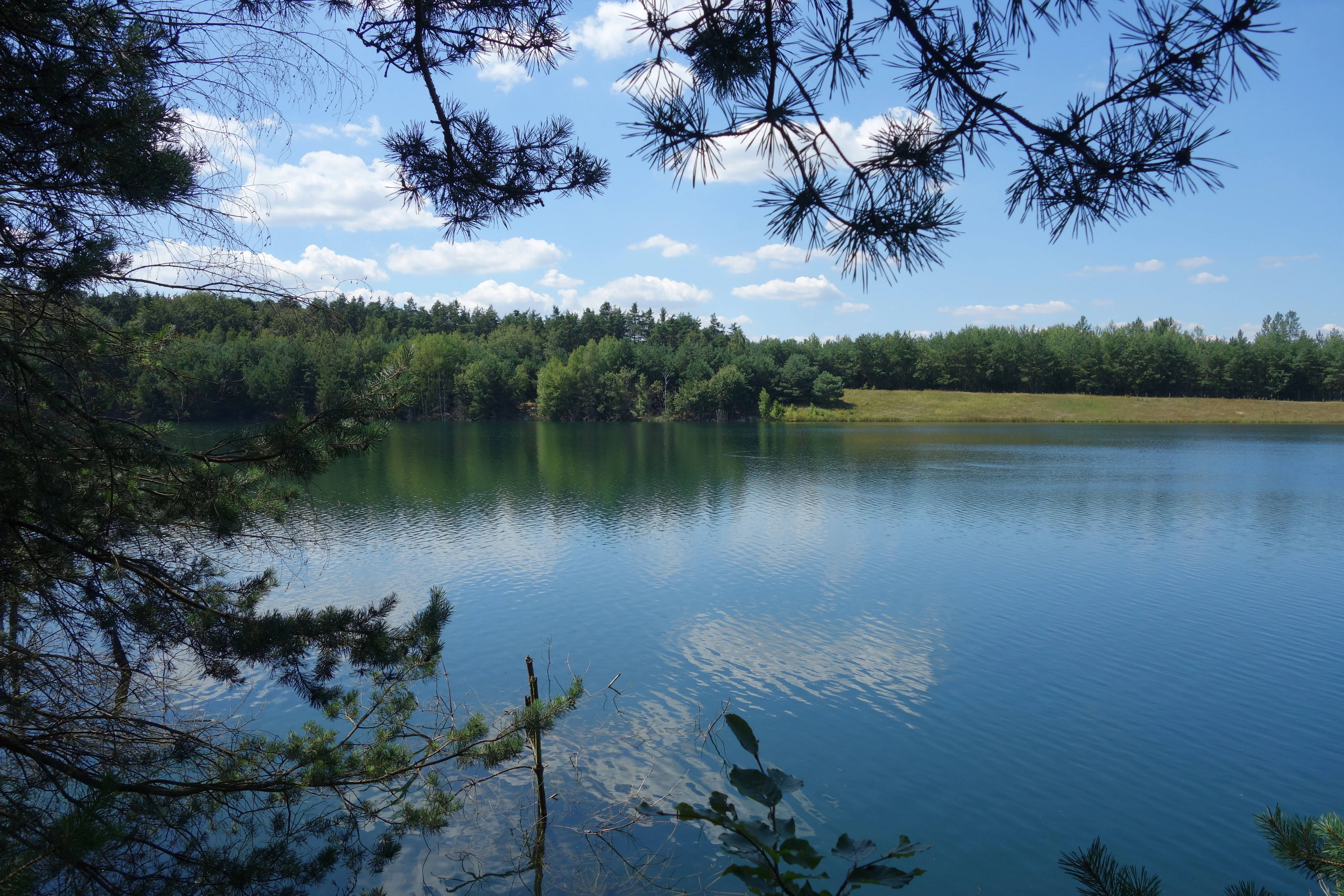 A peaceful lake at the Ehemalige Tongrube von Mainhausen nature reserve framed by pine branches in the foreground, with a lush green forest line and blue sky reflecting on the calm water.