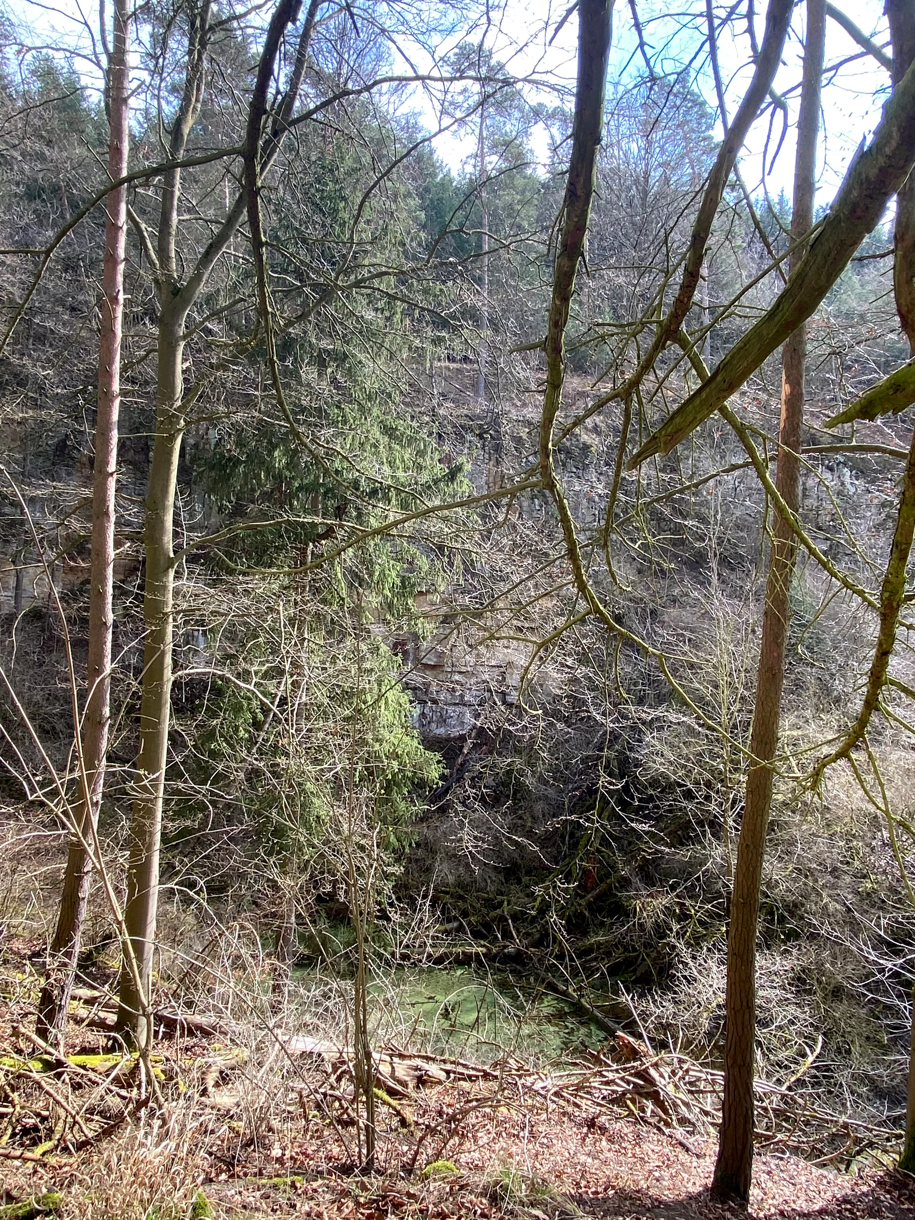 A slightly obscured view looking through bare tree branches and tree trunks at a forest slope and a small pool of water at the bottom of a hollow.
