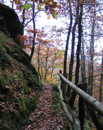 A forest trail with fallen leaves, wooden railings, and trees with autumn foliage