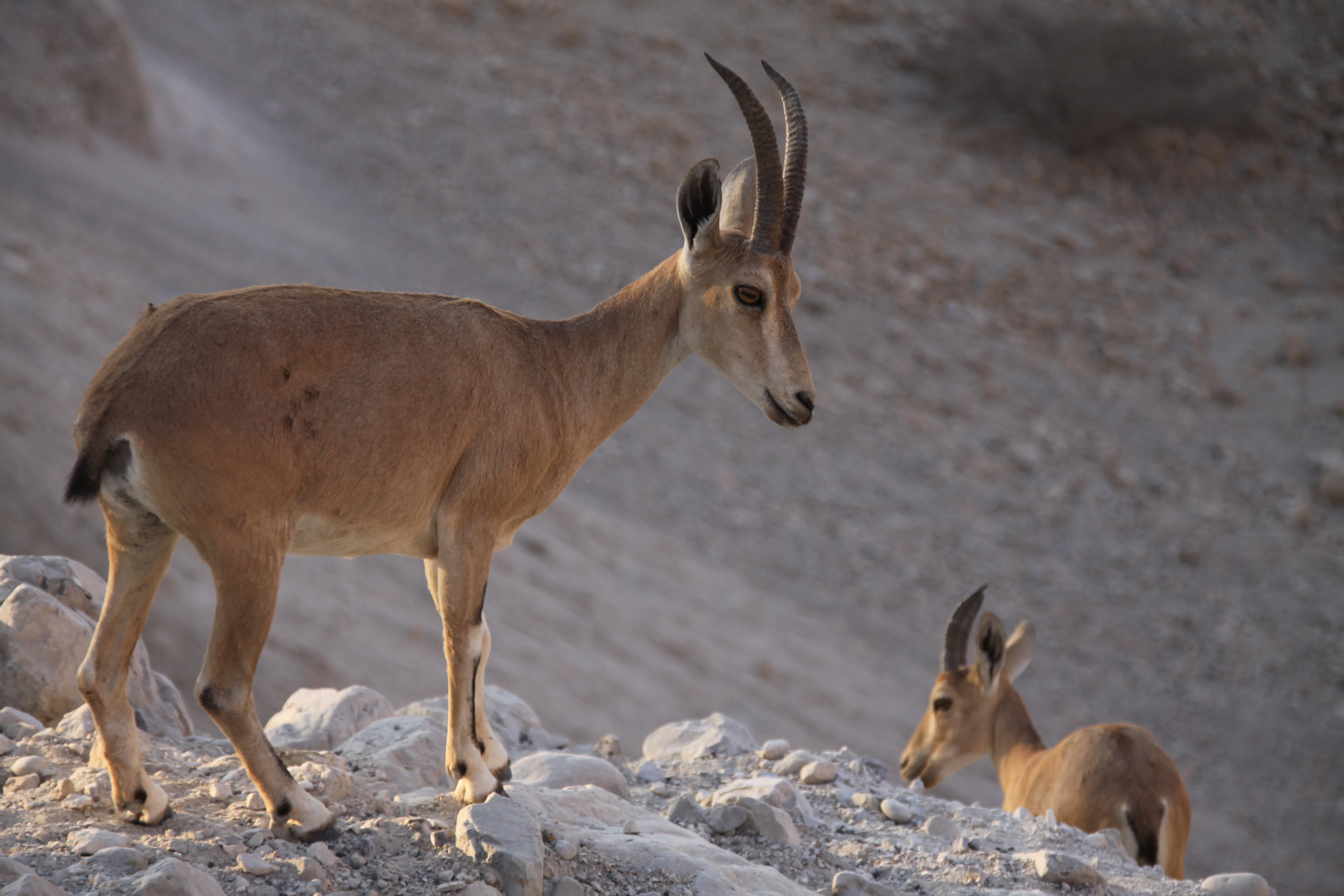 Two Nubian Ibexes on rocky desert terrain with a dry, sloped background