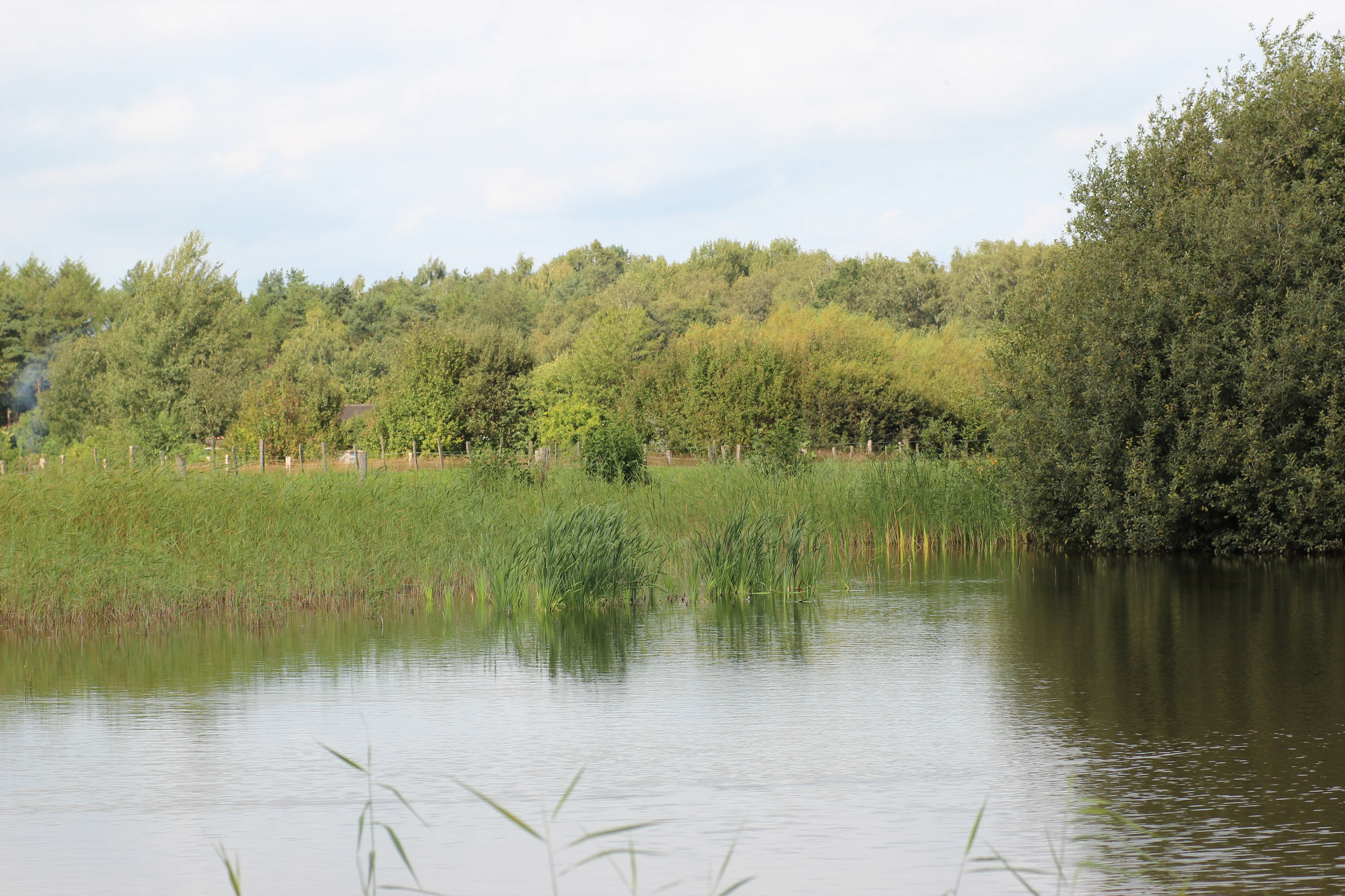 A small, calm pond with reeds and aquatic vegetation along the banks, surrounded by dense trees and shrubs under a cloudy sky.