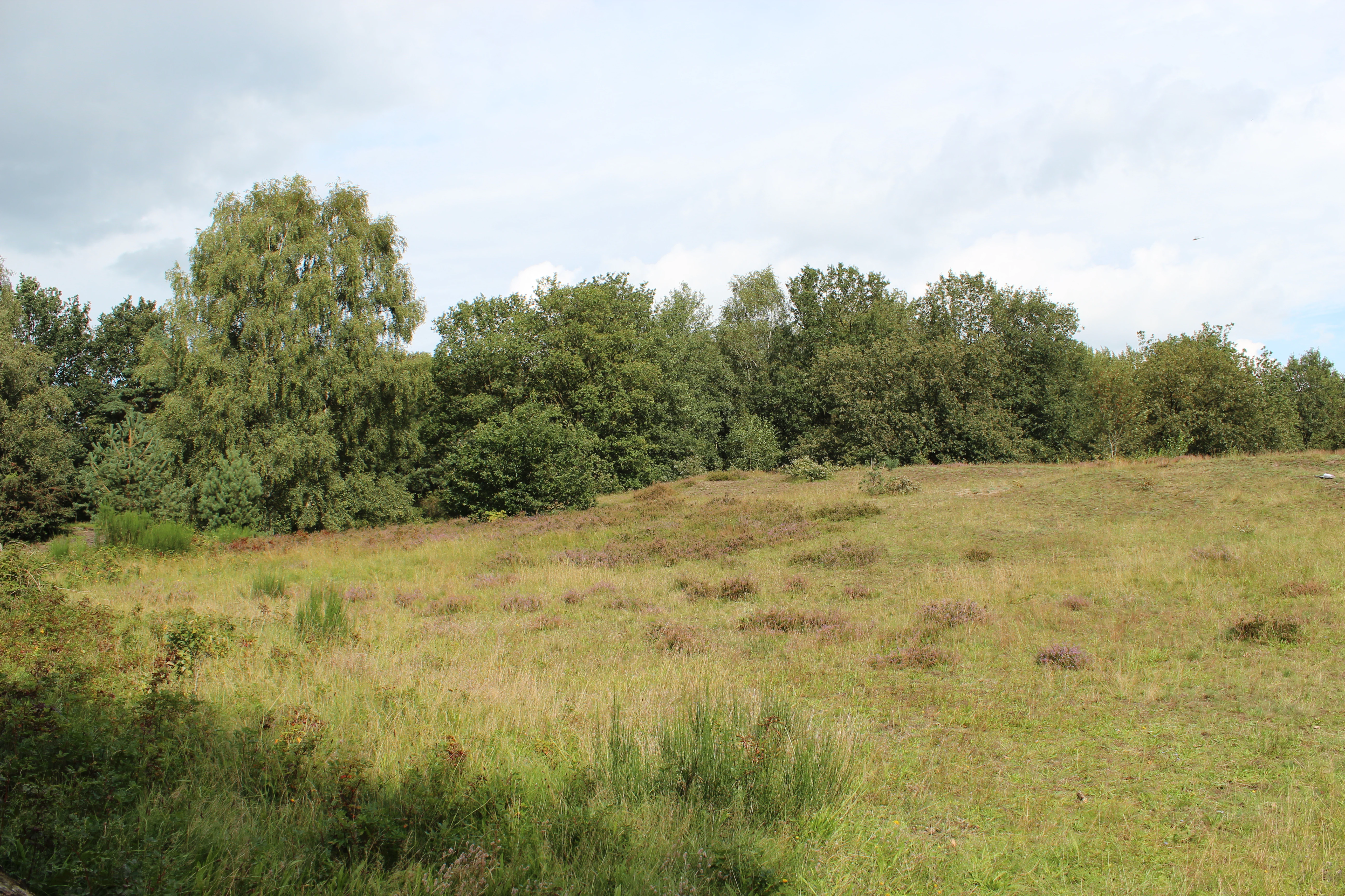 A wide view of a sandy, grass and heather covered heathland with a line of trees in the background under a cloudy sky.