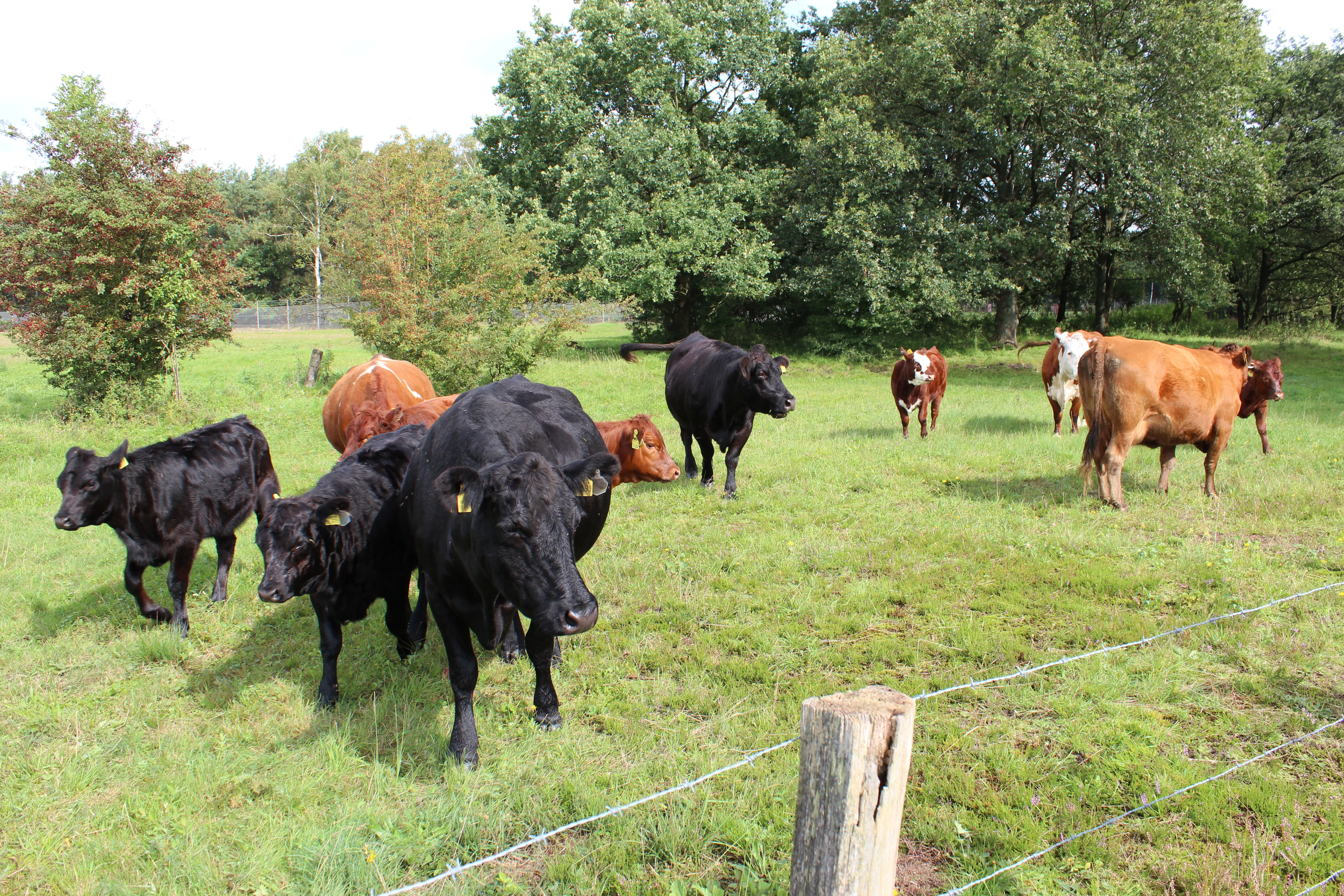 A small herd of cattle of various colors, including black, brown, and white, grazing in a grassy field in front of a line of green trees, with a wire fence in the foreground.