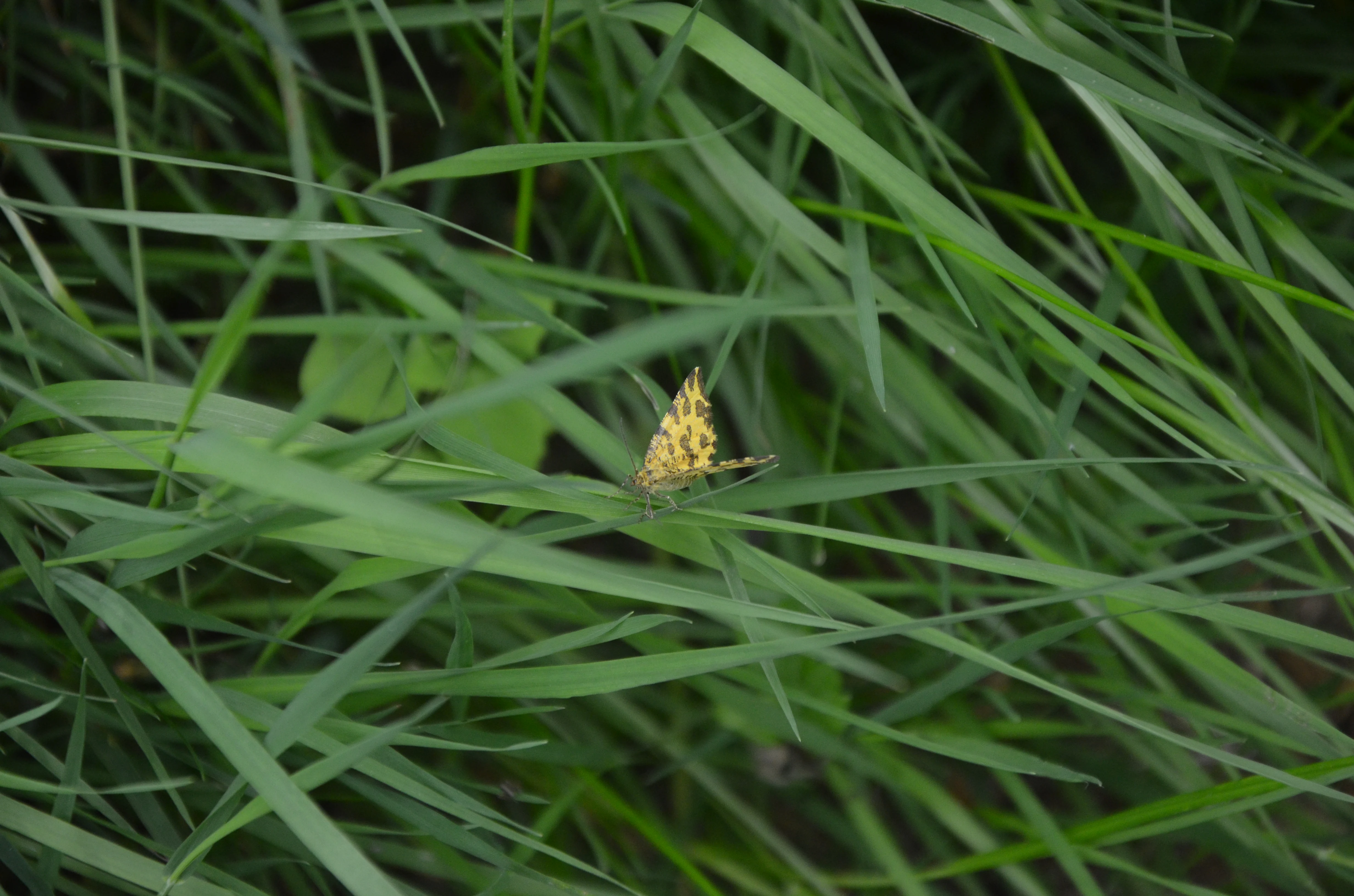 A small yellow moth with dark markings sits on a long green blade of grass surrounded by lush meadow vegetation.