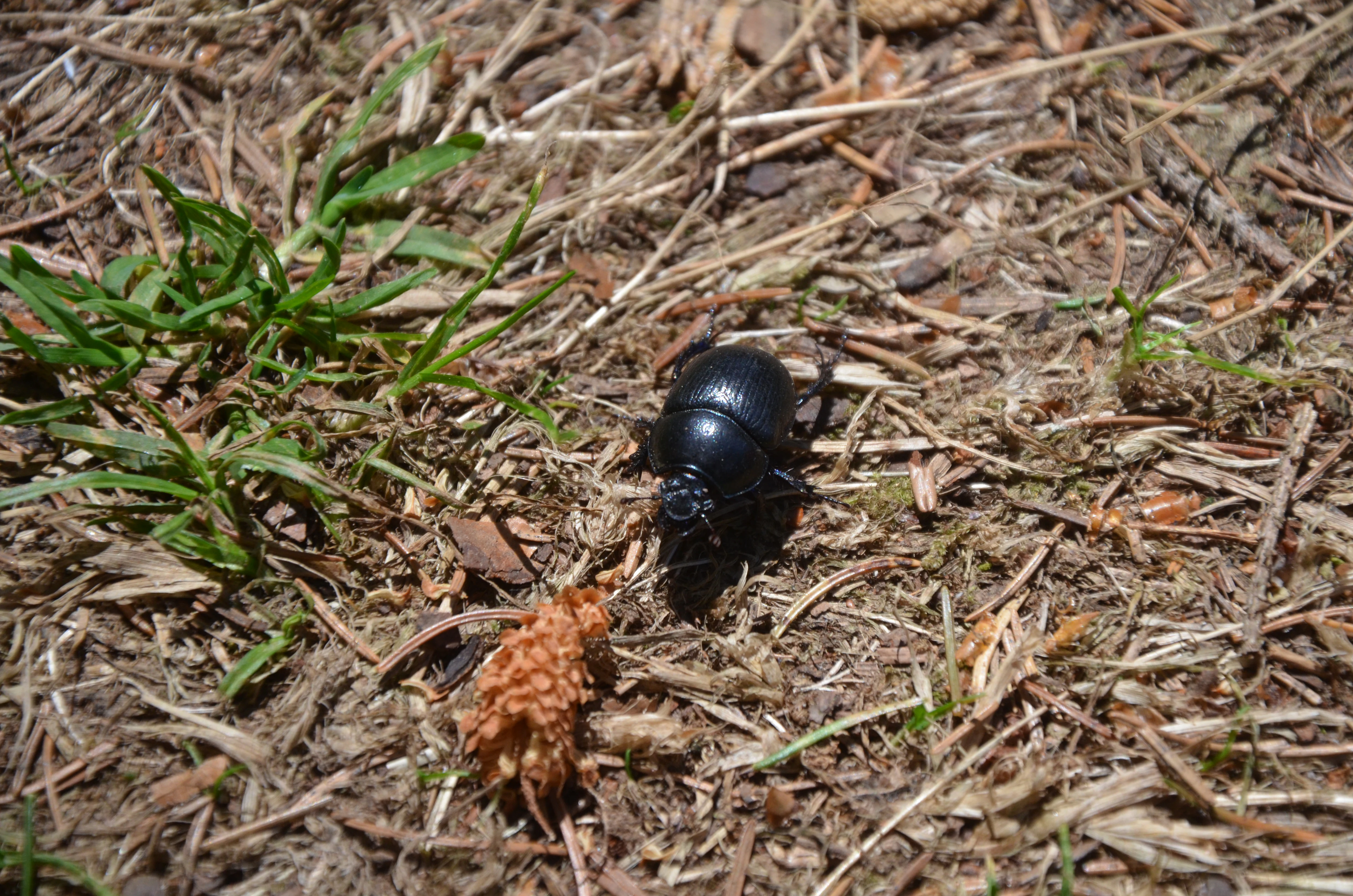 A black, shiny dor beetle walking on a ground covered in dry pine needles, grass, and forest debris.
