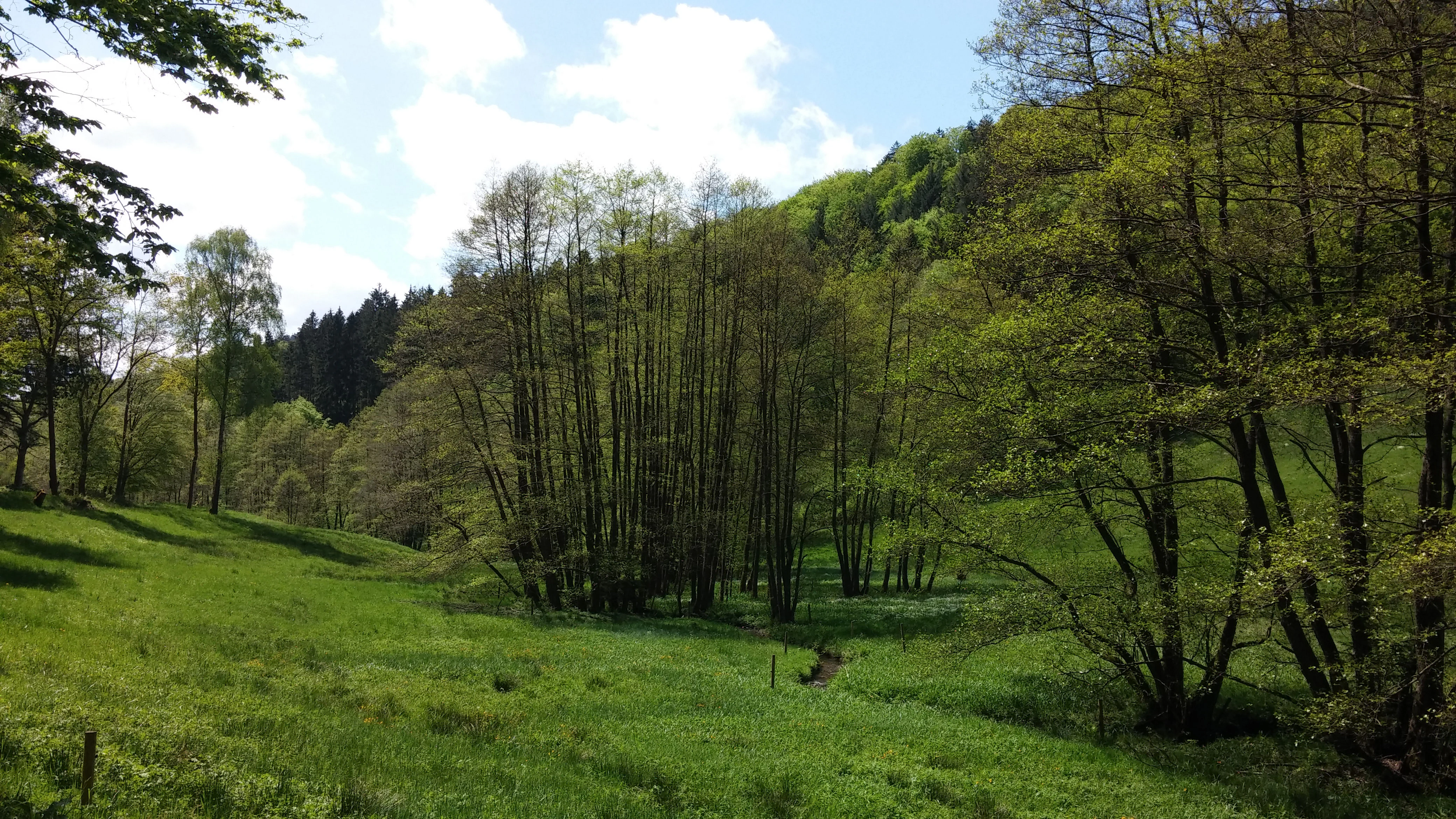 A green valley meadow in Eiterbachtal, Germany, with a stream surrounded by clusters of trees, shrubs, and a wooded hillside in the background.