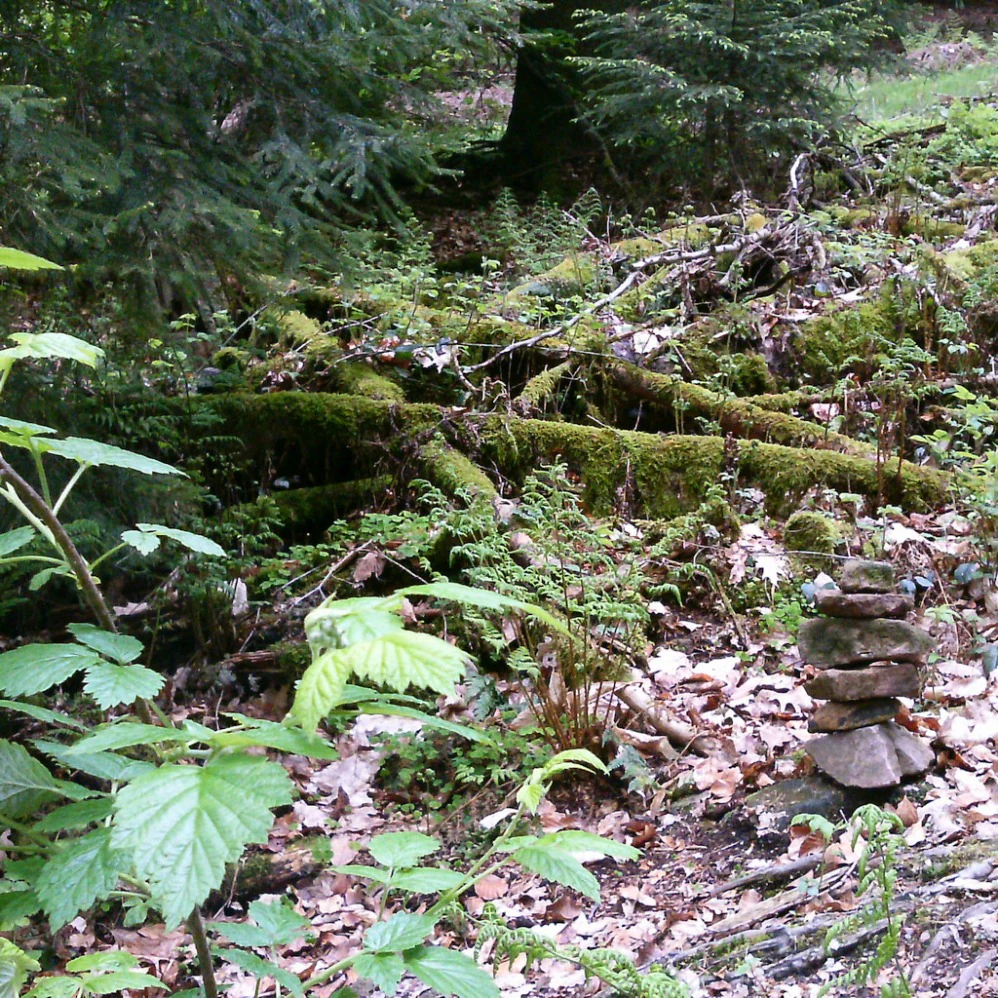 A forest floor covered in moss-covered dead logs and ferns, with a small balanced stack of stones in the foreground.