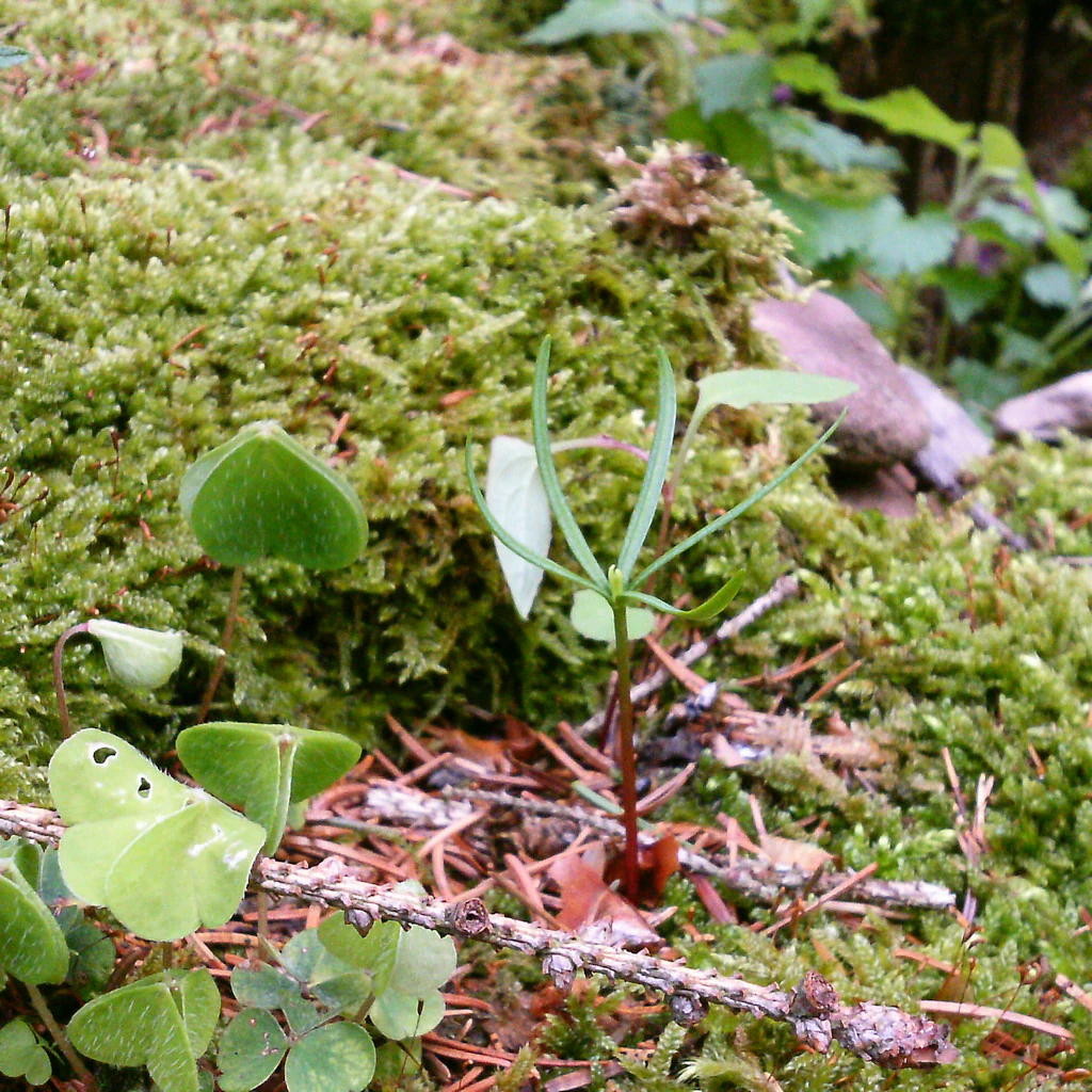 A small green conifer seedling grows out of a moss-covered forest floor, surrounded by wood sorrel leaves and scattered pine needles.