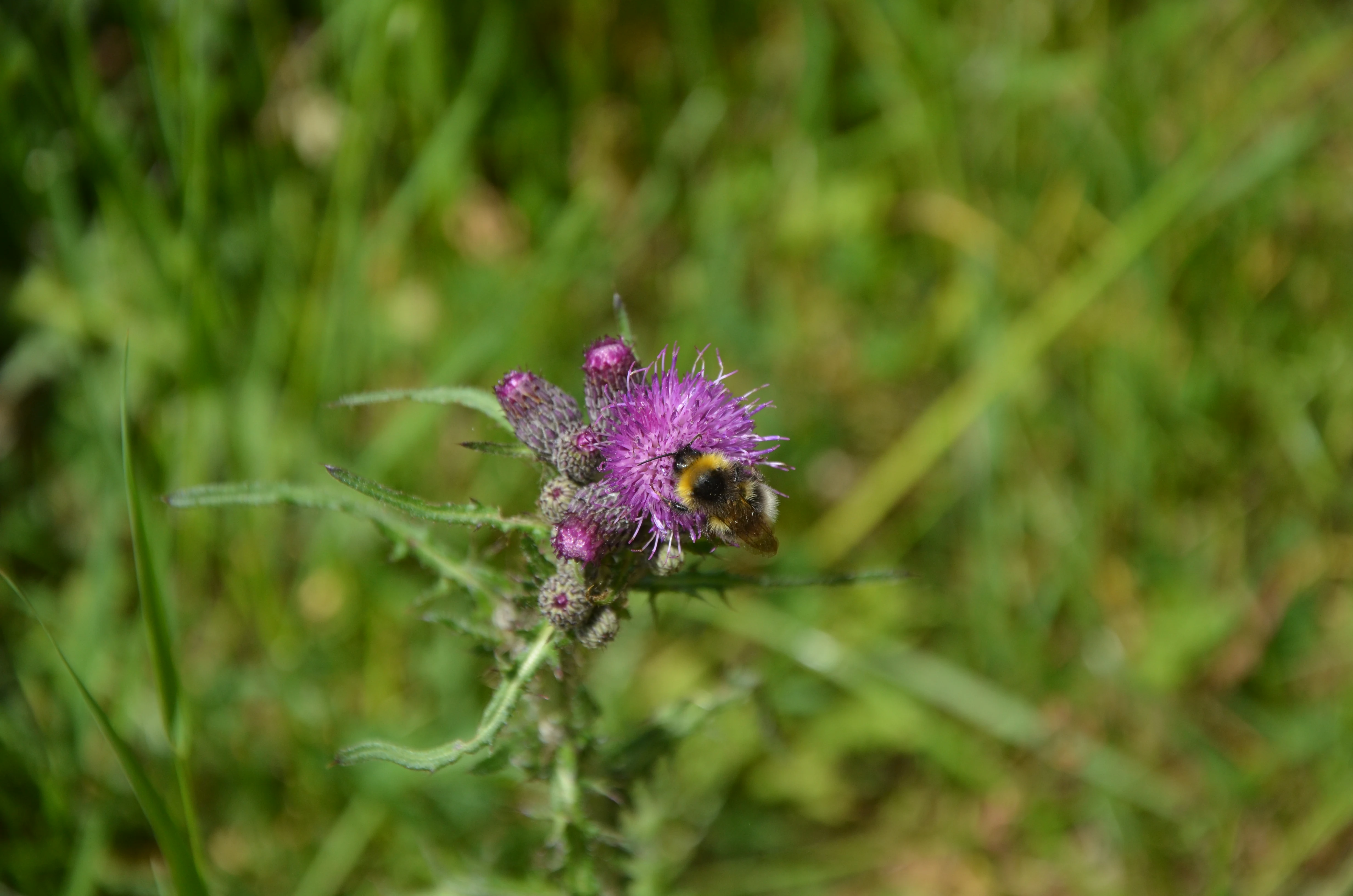 A close-up view of a yellow and black bumblebee on a vibrant purple thistle flower, surrounded by a blurry green meadow background.