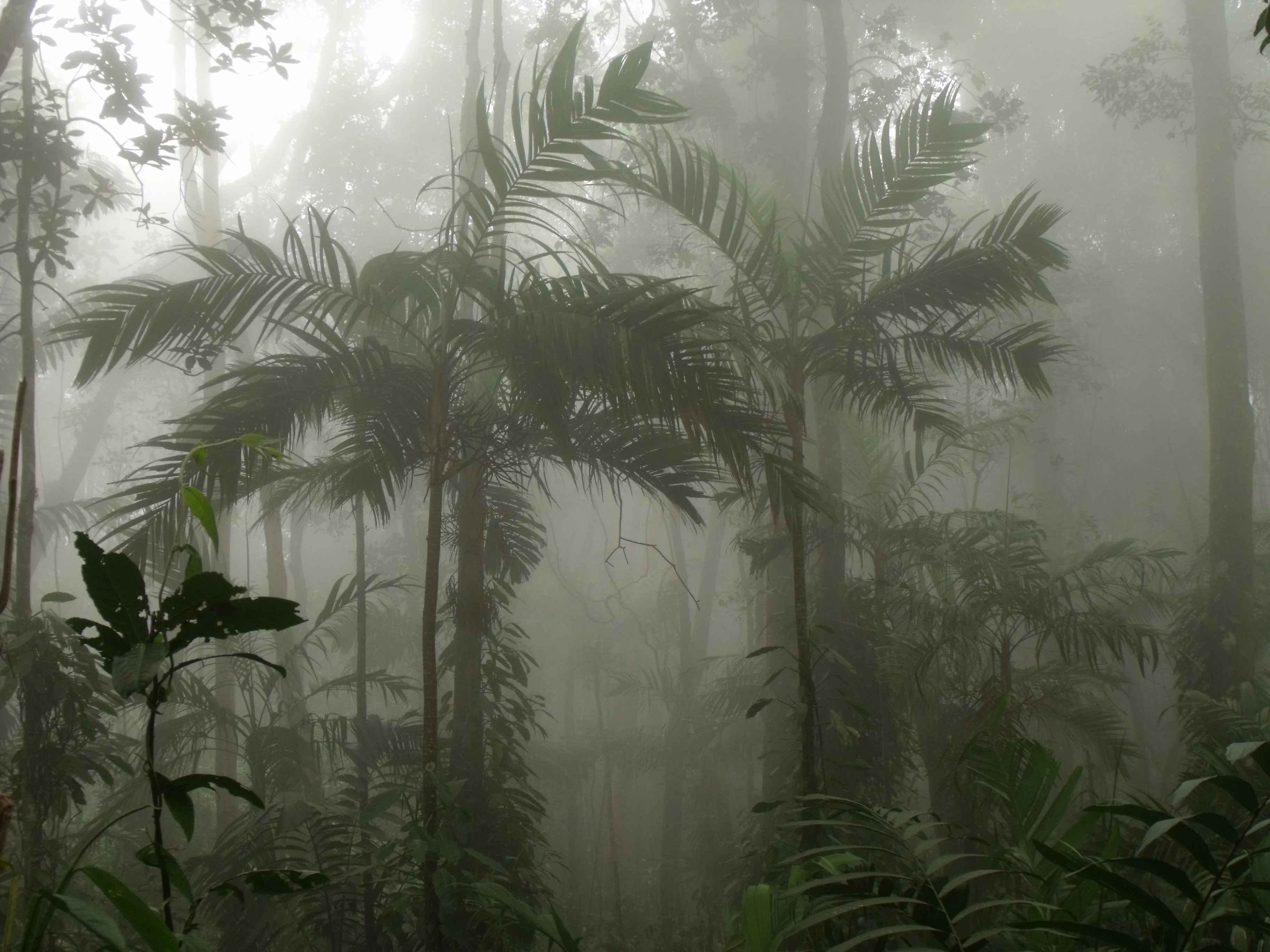 Misty forest scene with tall palm-like trees and dense undergrowth