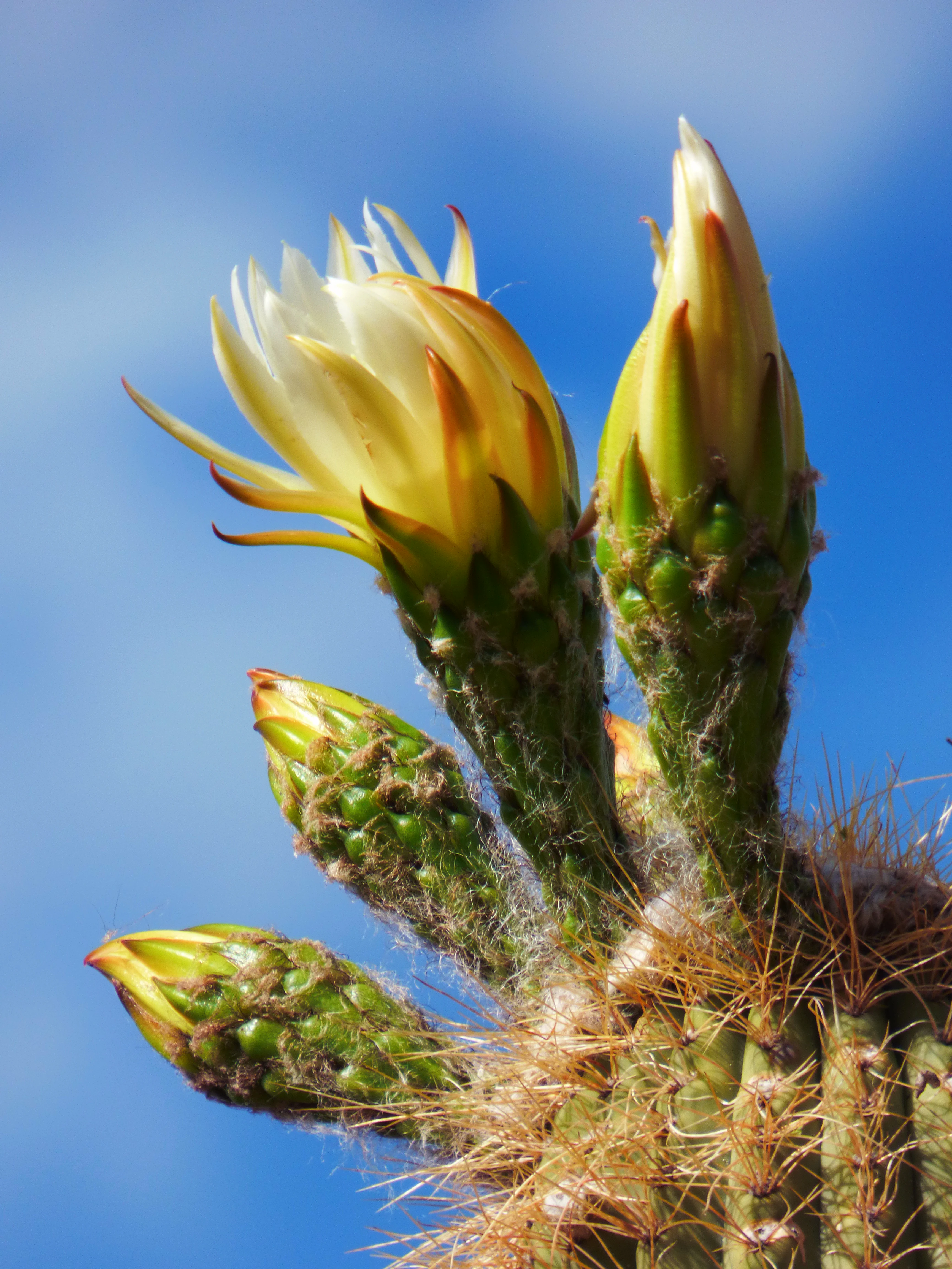 A close-up view of a blooming cactus with cream-colored flowers and spiny buds against a clear blue sky.