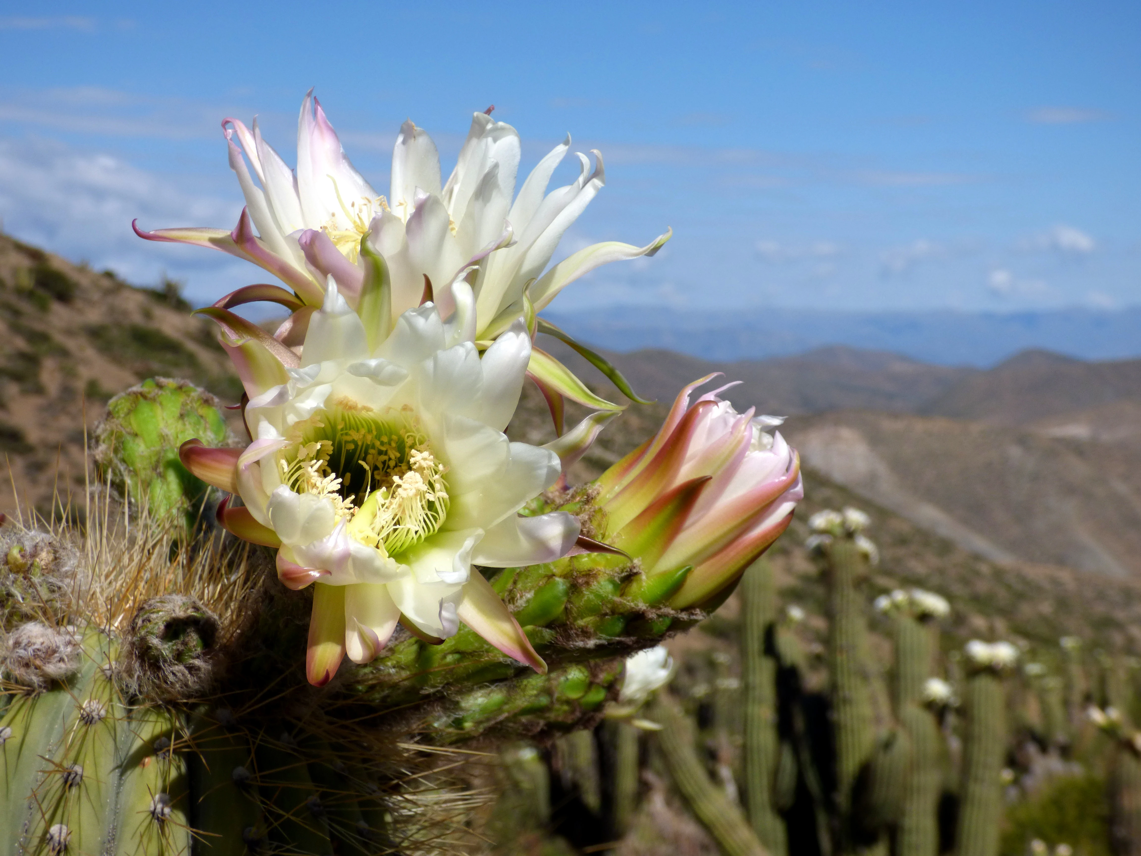 A close-up view of several large, white cactus flowers in bloom, with a blurred hillside of additional cactus plants in the background under a blue sky.