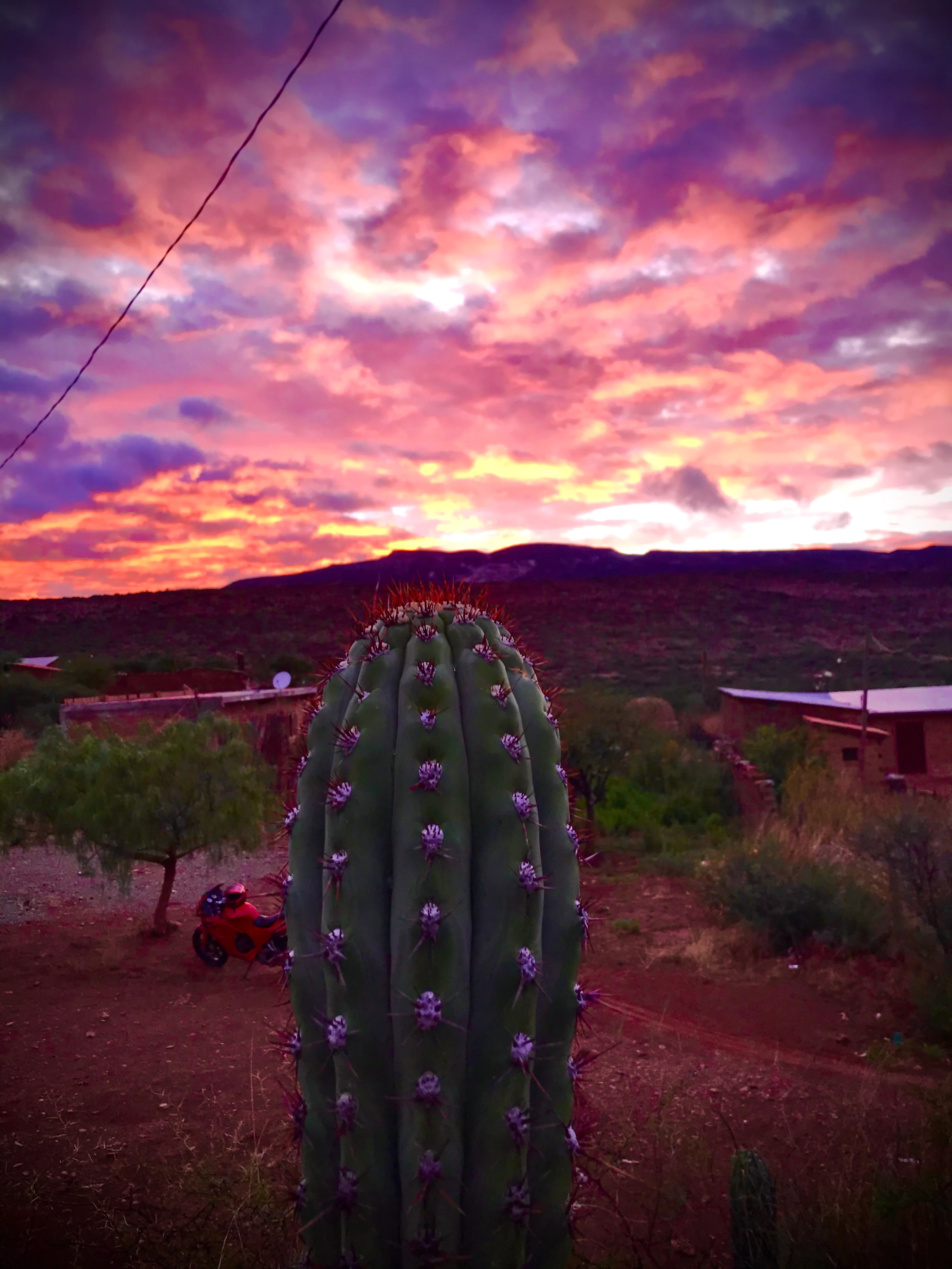 A close up view of a large columnar cactus with purple flowers in the foreground, set against a dark landscape and a brilliant pink and orange sunset in the background.