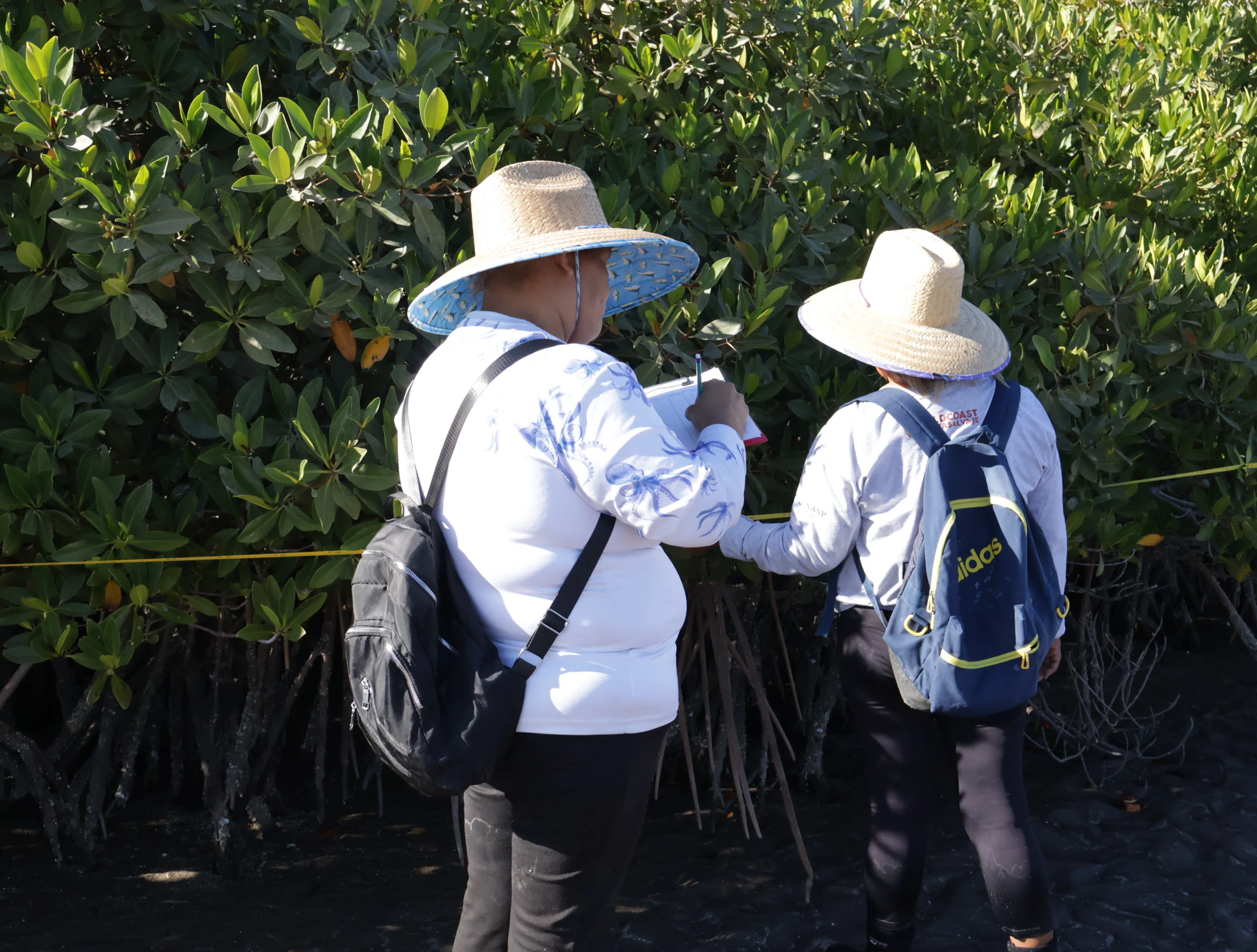 Guardians of Conchalito monitoring the Mogote mangrove