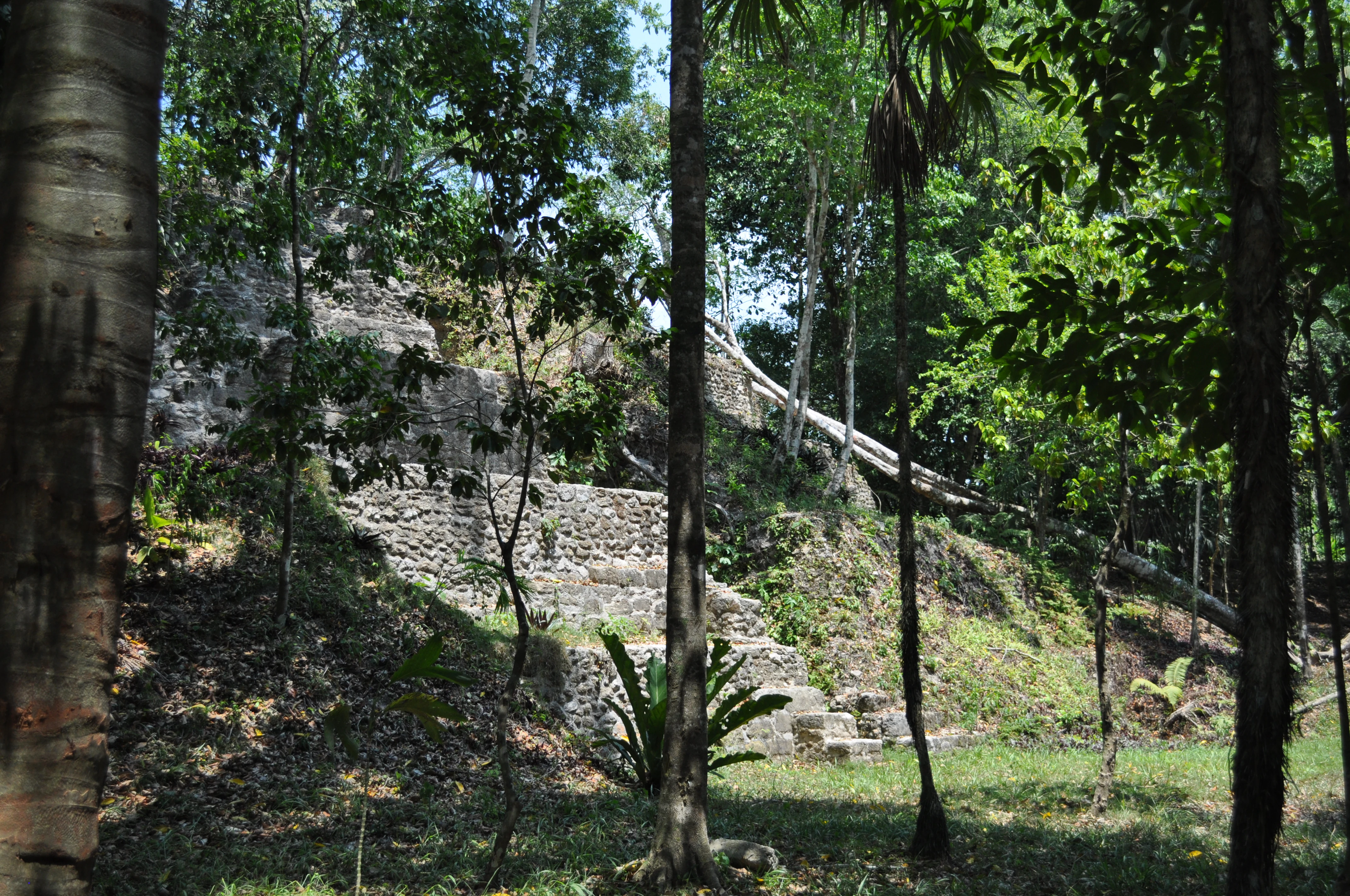 Ancient stone steps and remnants of a Maya structure partially overgrown by vegetation in a forest setting at El Pilar.