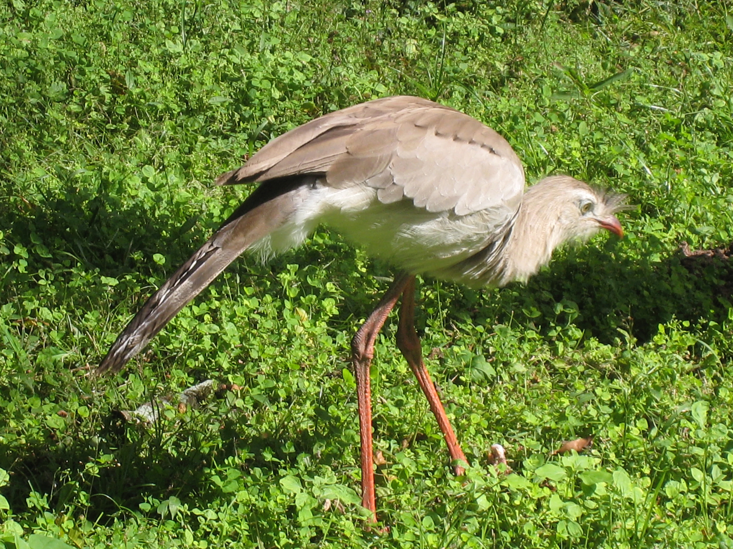 A bird with long red legs, brown and white plumage, and a red beak walking through green vegetation
