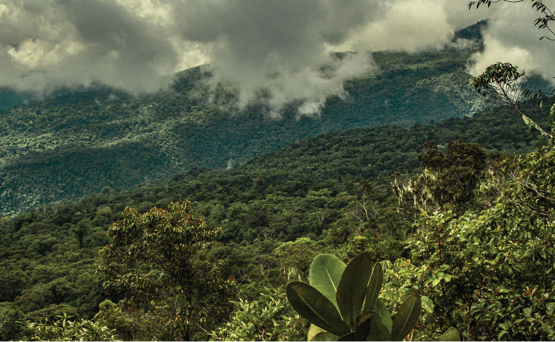 A wide, mountainous landscape covered in dense green forest, with clouds clinging to the slopes and ridge lines.