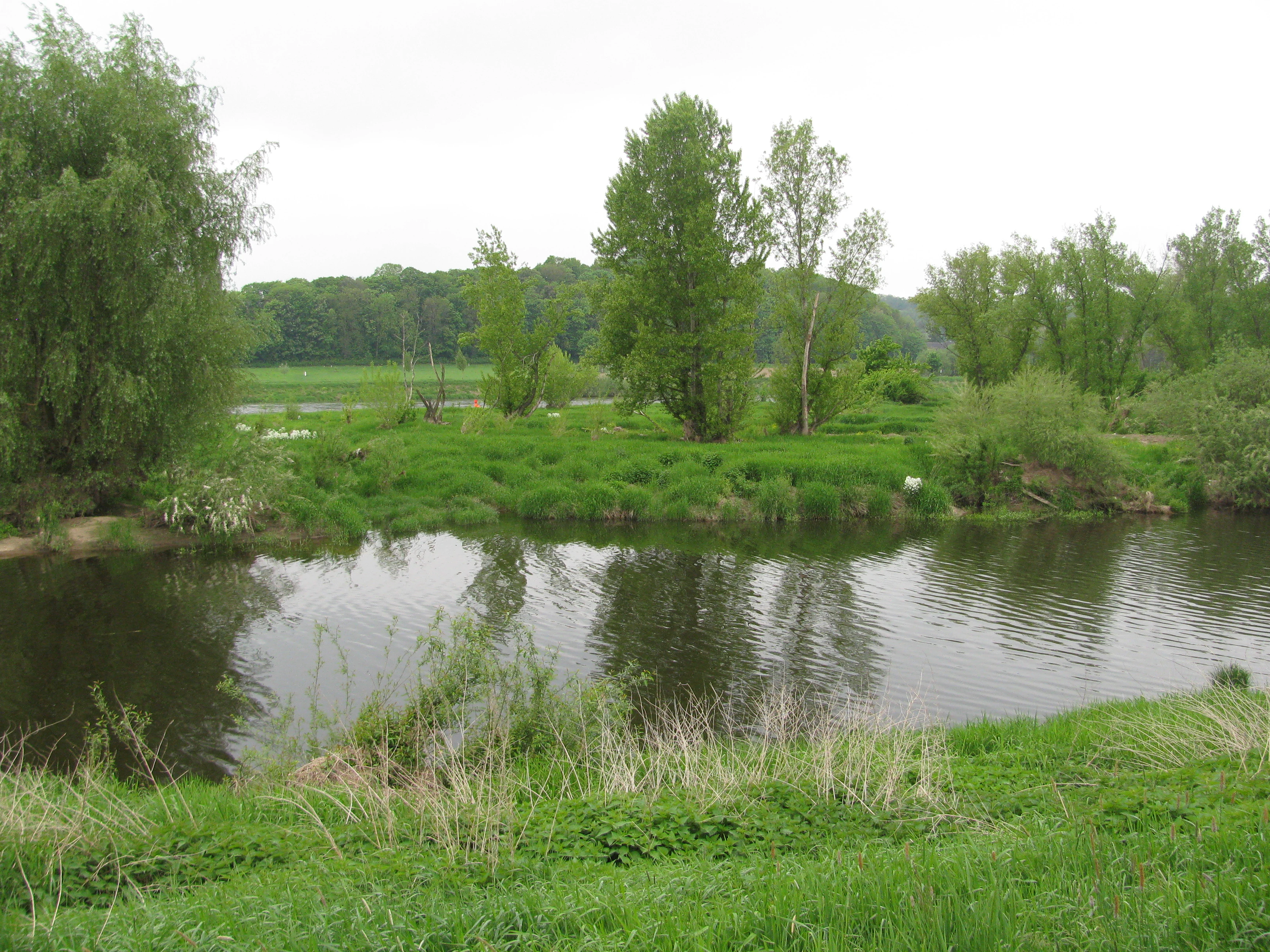 A peaceful view of the green Gauernitz Elbe island in Germany, featuring a river in the foreground, grassy banks, and deciduous trees under an overcast sky.