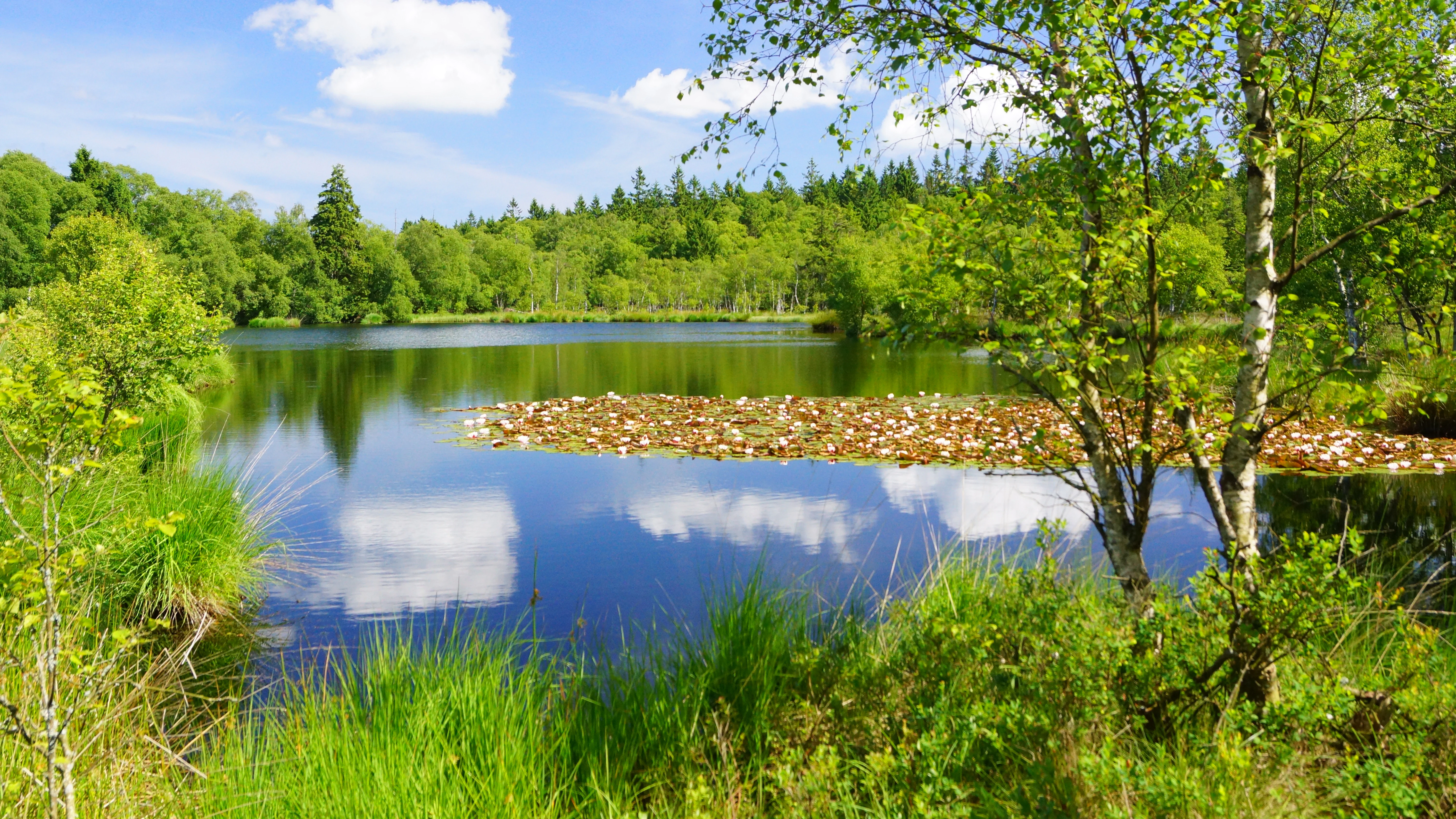A calm, reflective lake in a peat bog with lily pads on the surface, surrounded by lush green forest and birch trees under a blue sky.