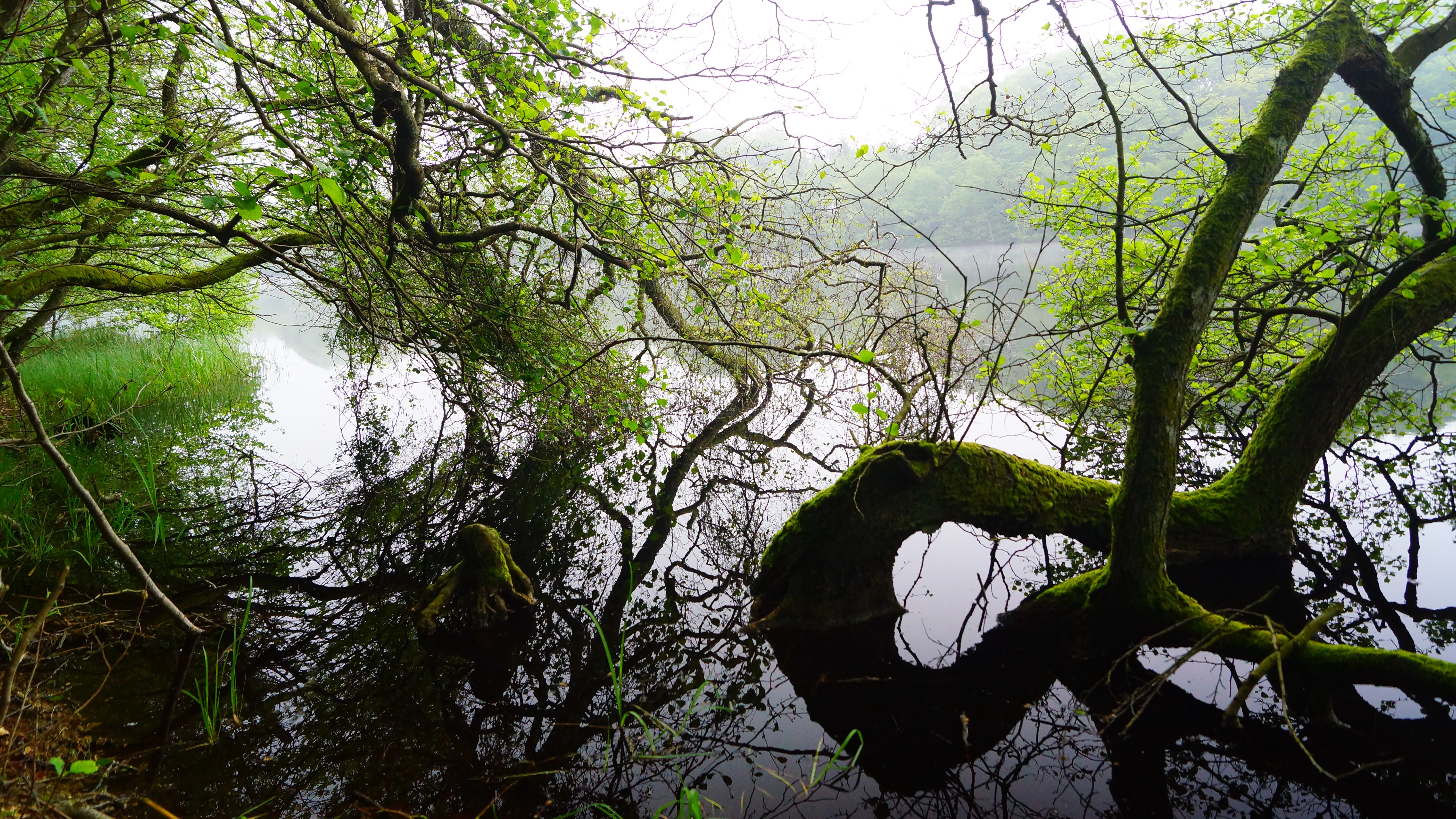 Tree branches draped with moss reach over the still surface of Langsø lake, creating reflections in the water.
