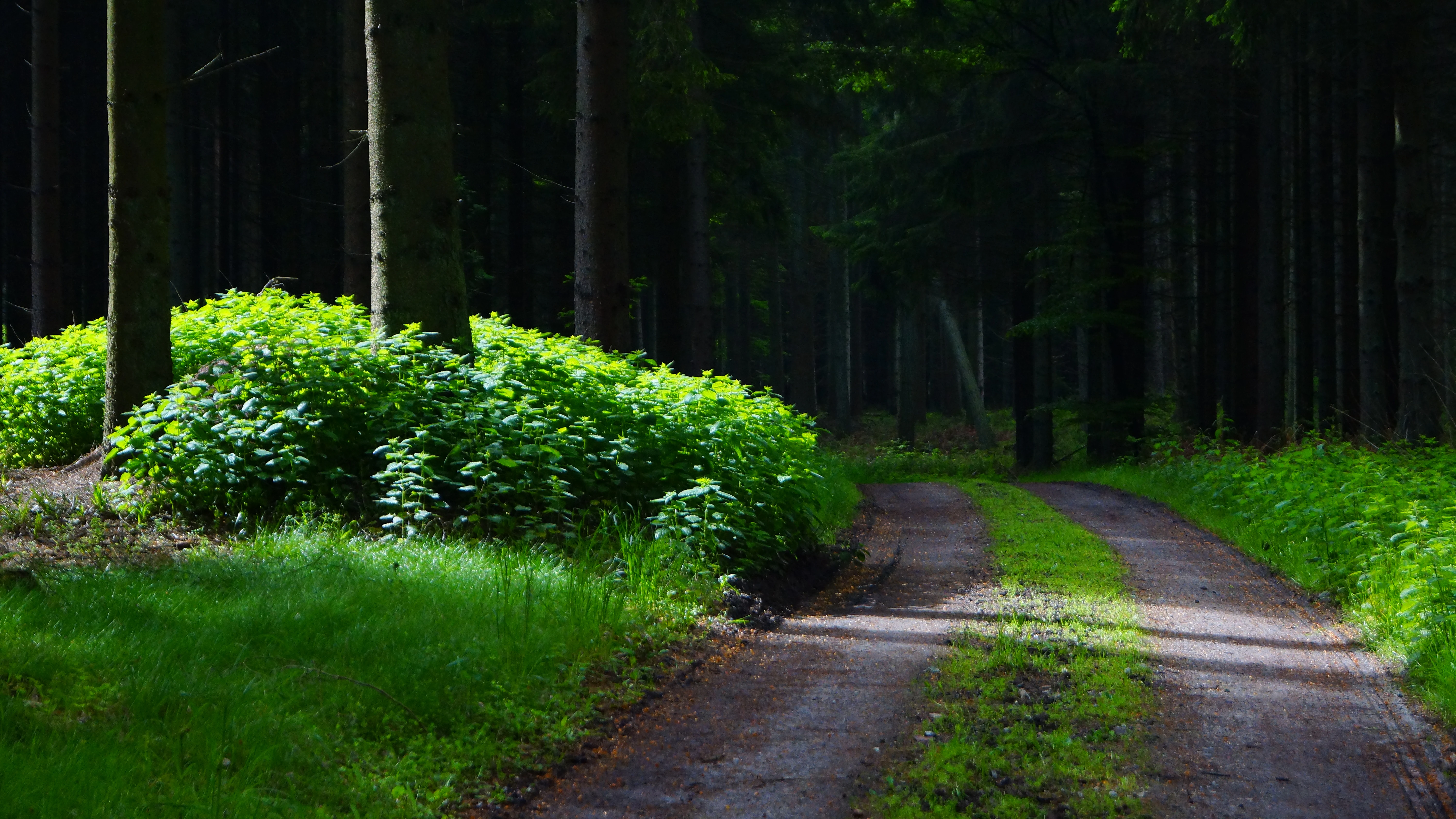 A dirt path with two tire tracks runs through a deep green forest. Sunlight filters through the dense trees, illuminating bright green undergrowth on the left and along the trail.