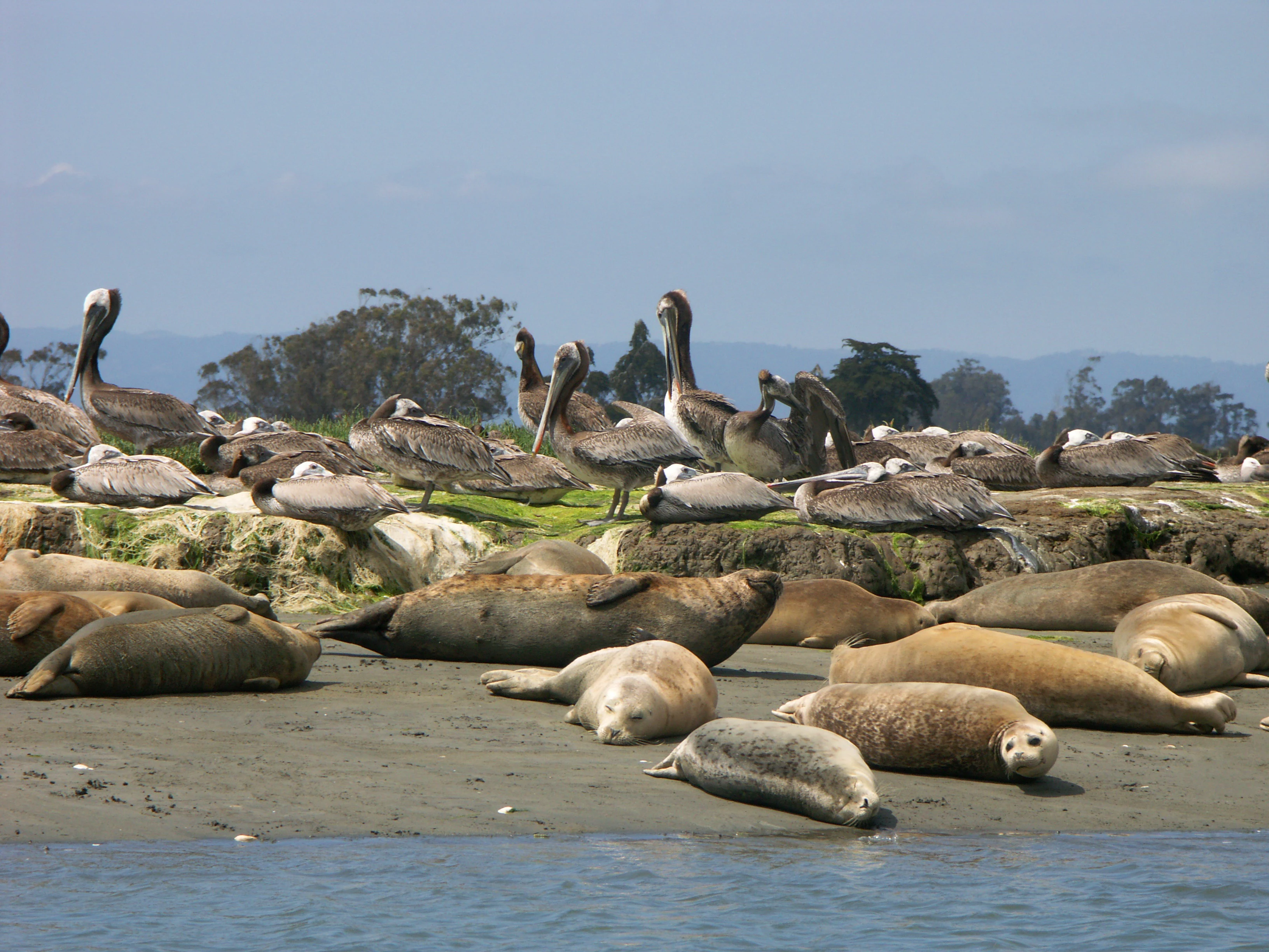 A group of harbor seals resting on a sandy beach with brown pelicans perched on a grassy bank in the background.