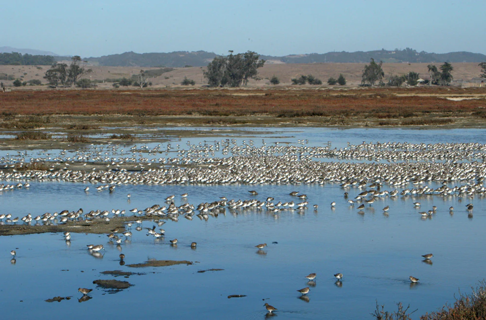 A wide, horizontal view of a large flock of shorebirds foraging in shallow water in a coastal marsh habitat under a clear blue sky.