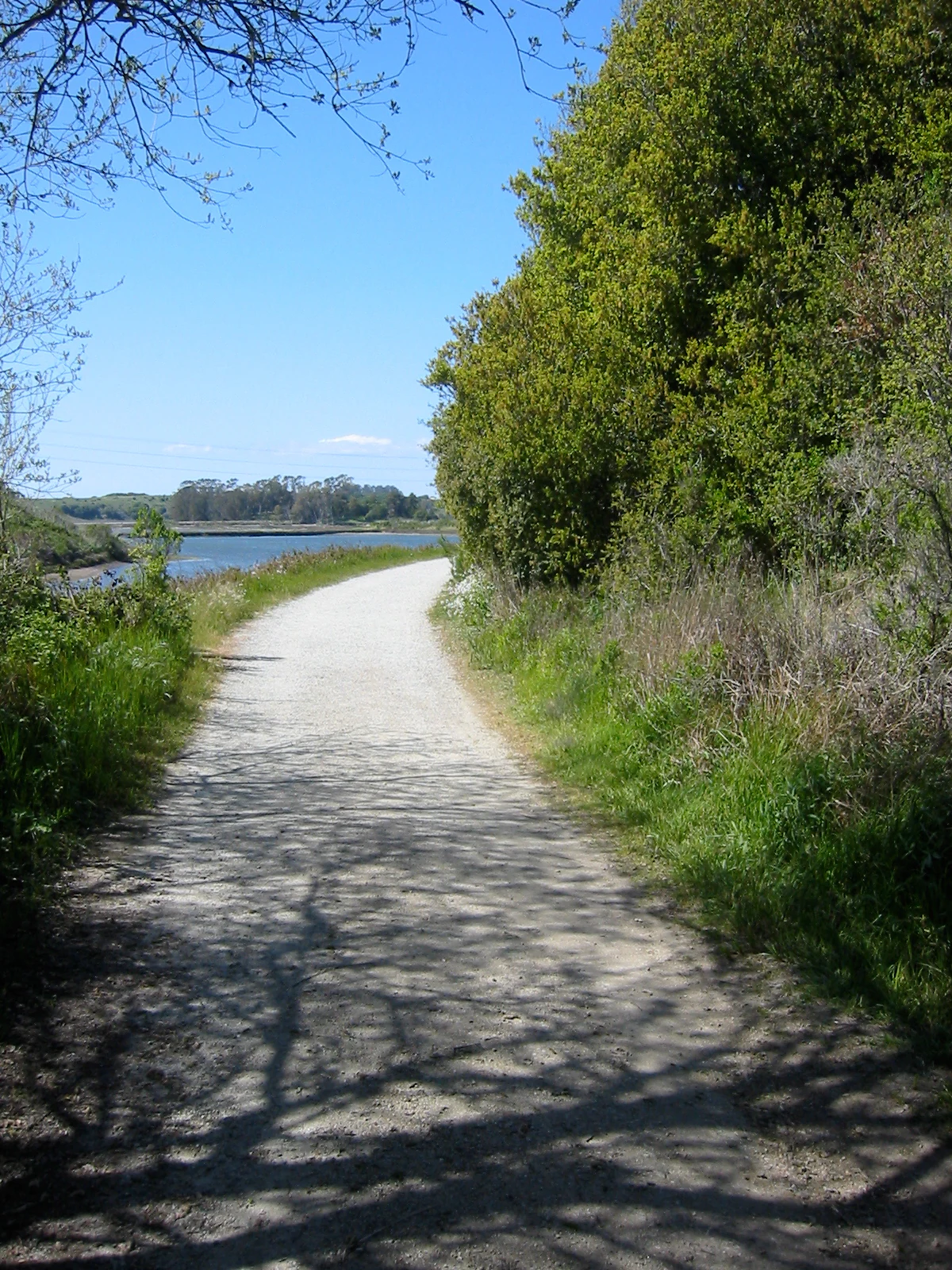 A dirt hiking path bordered by trees on the right and grassy marshlands leading toward a body of water in the distance.