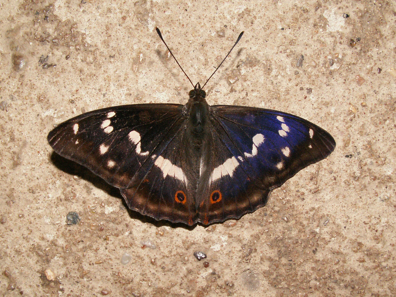 A top down view of a Purple Emperor butterfly with dark blue iridescent wings and white markings resting on a textured, light colored stone surface.