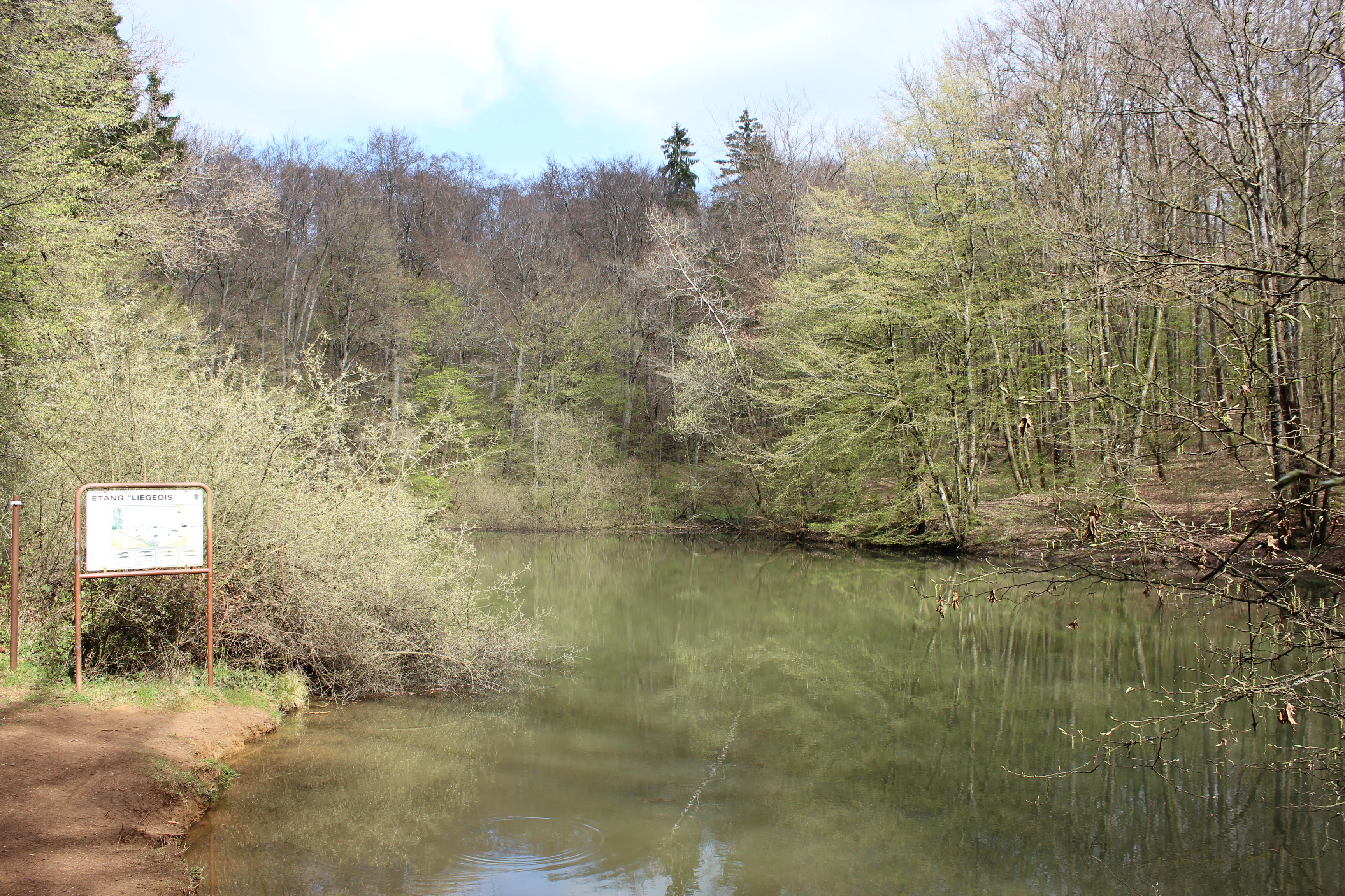 A calm, still pond surrounded by dense forest in the Ellergronn Nature Reserve, with an information sign visible on the left bank.