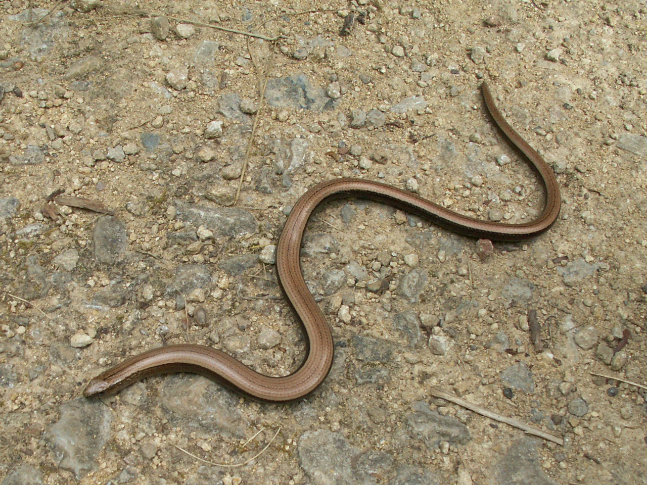 A brown, legless Eurasian slow worm (Anguis fragilis) captured from above, positioned in an S-shape on a rough, stony gravel path.