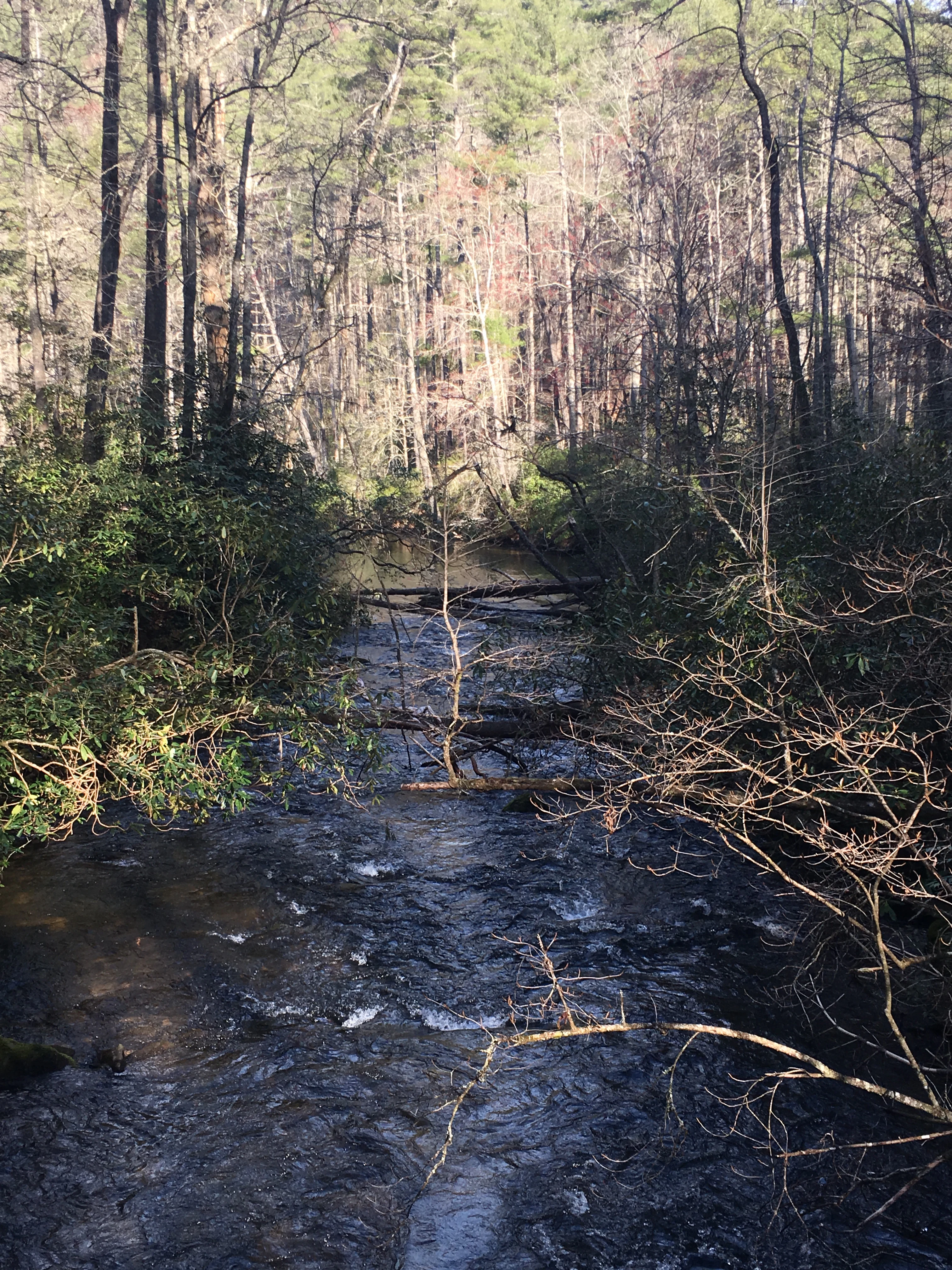 A narrow forest river flowing over rocky ground, surrounded by trees and shrubs in a wooded area.