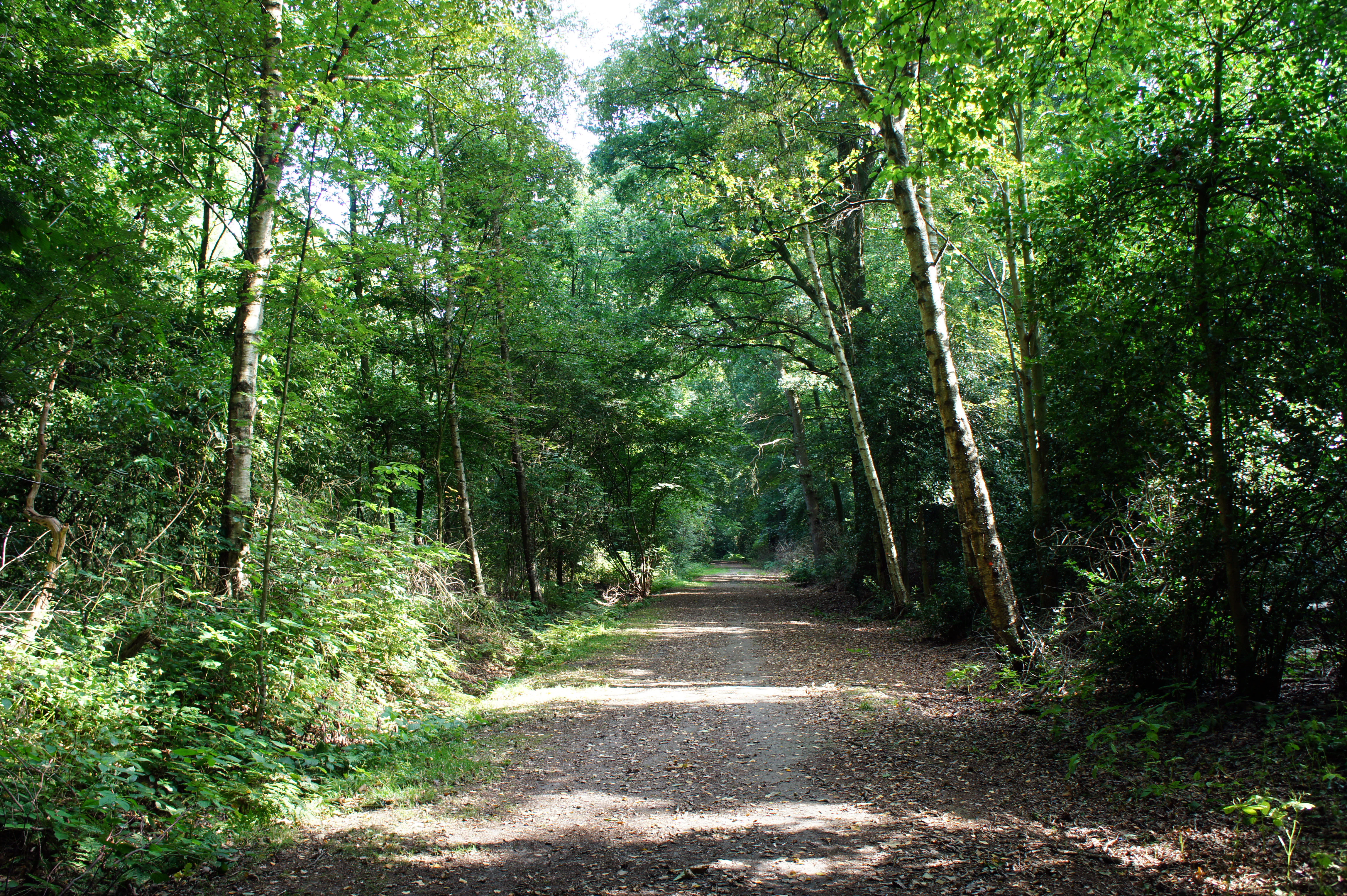 A wide dirt walking path leading into a dense, green deciduous forest with sunlight filtering through the canopy.